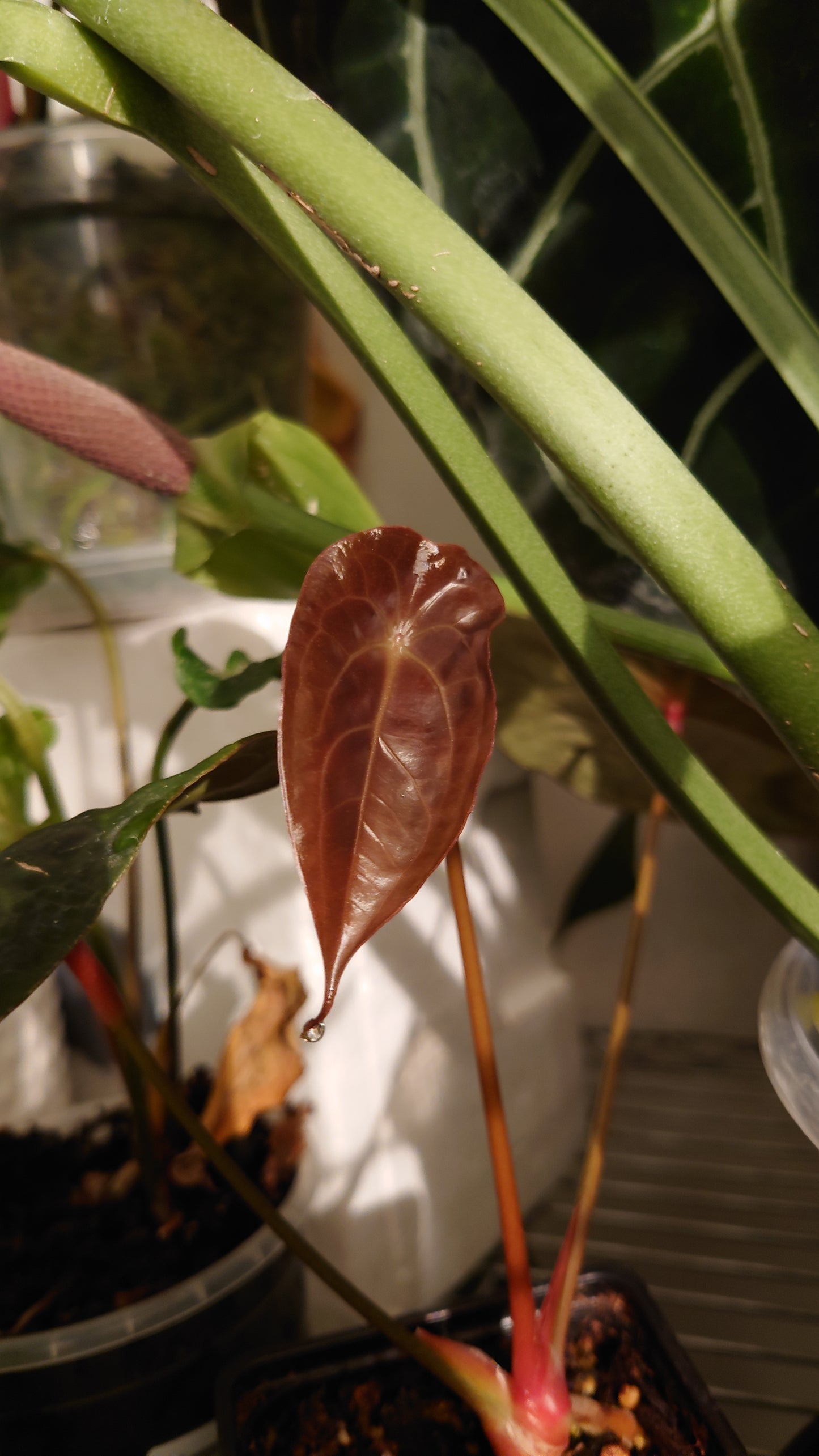 Anthurium Ace of Spagetii F2 (Ace of Spades x Forgetii) F2