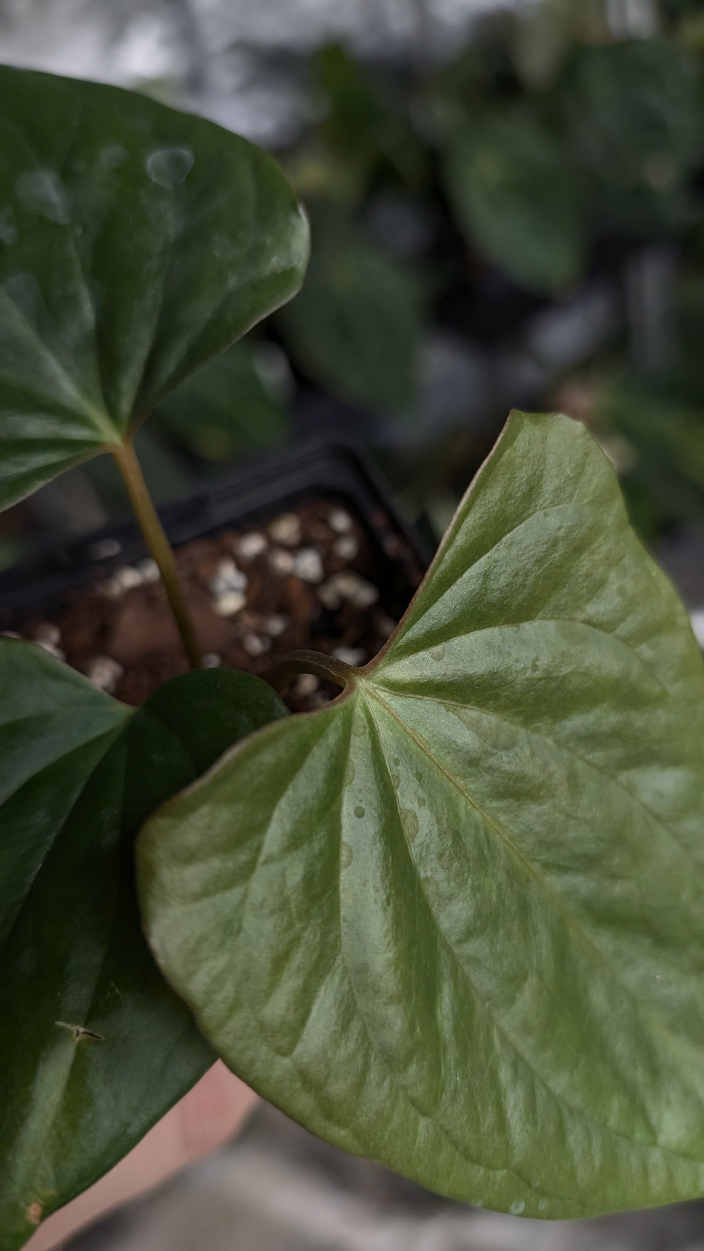 Anthurium 'Steelfin' clone