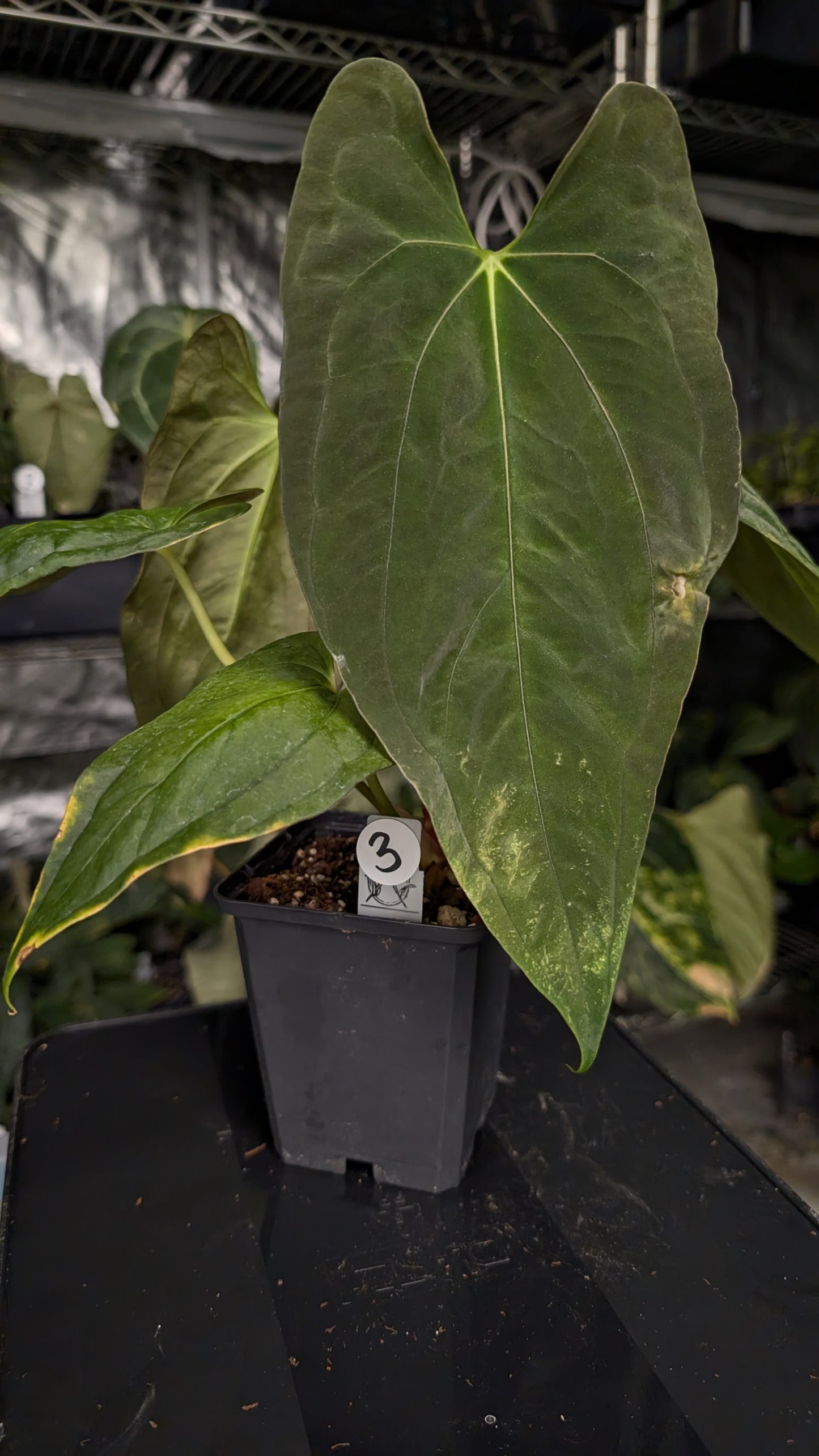 Anthurium Papillilaminum 'Fort Sherman'