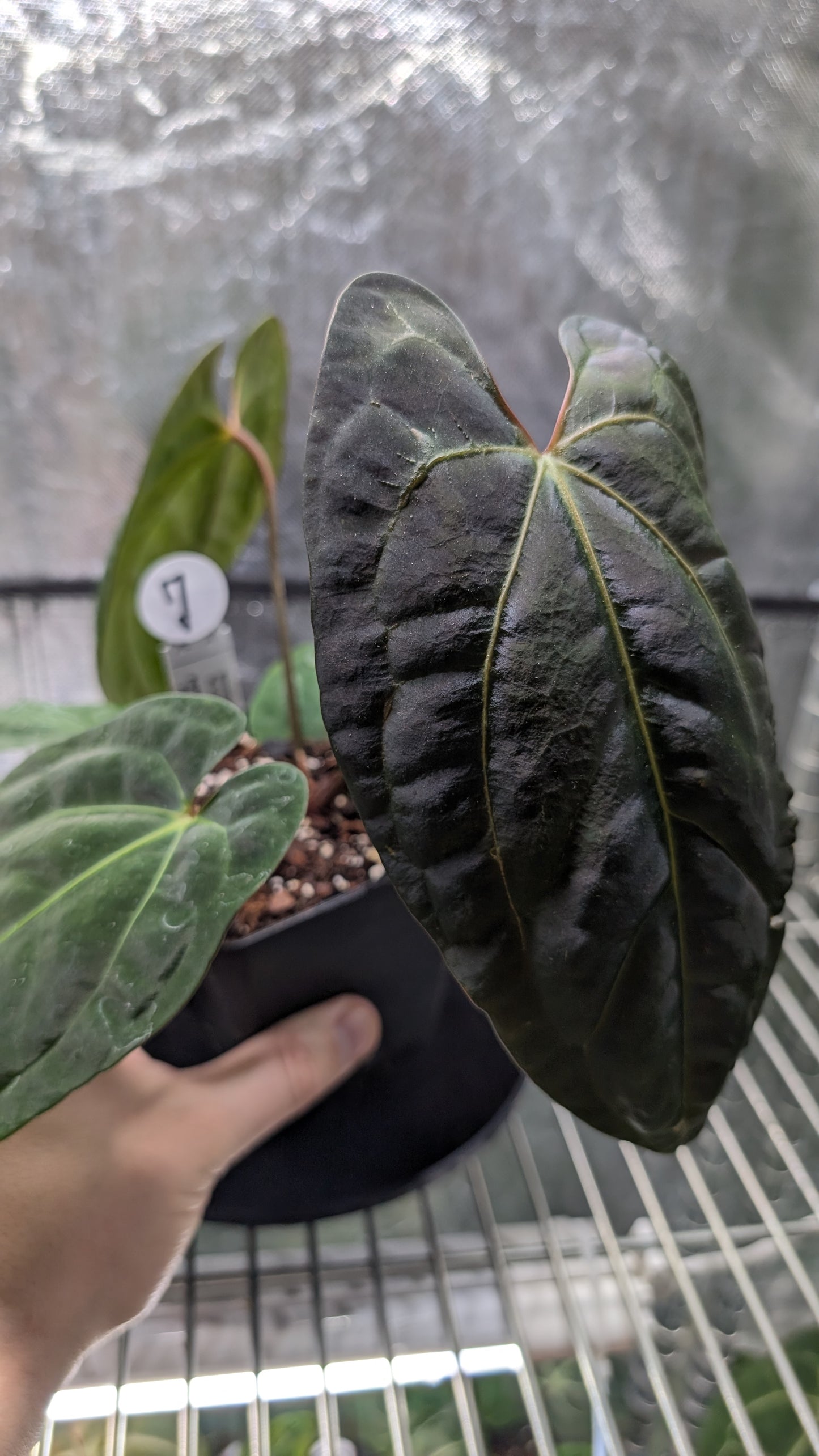 Anthurium Besseae aff 'Black Pillow' x Papillilaminum 'Fort Sherman' seedlings