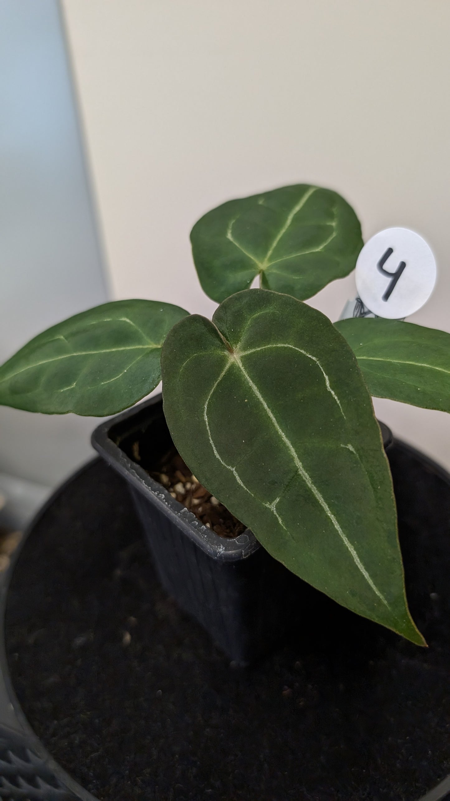Anthurium Doc Block Zara x Michelle 'selected dark form' x Forgetii Dark