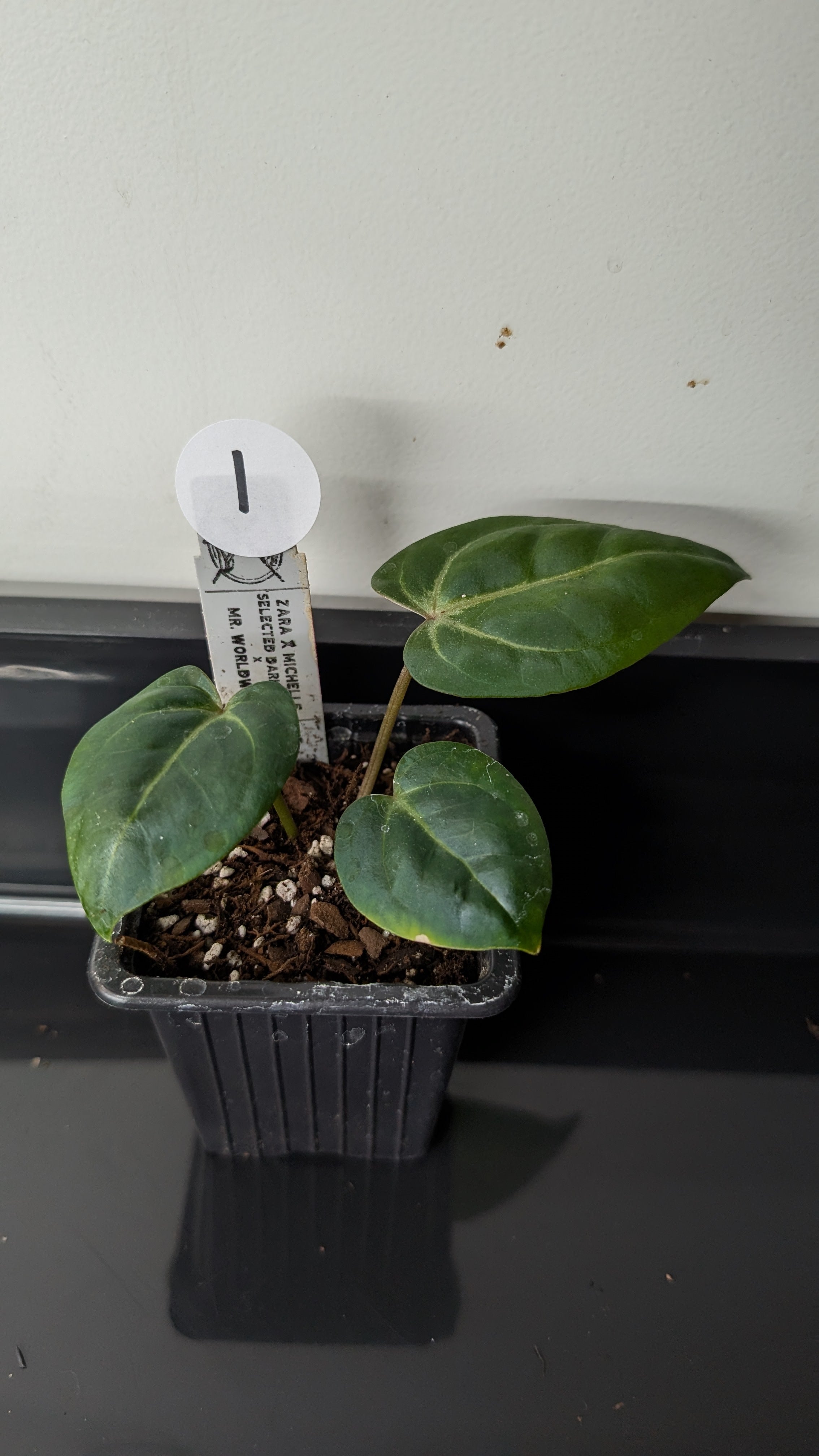 Anthurium Doc Block 'Zara' x 'Michelle' Selected Dark Form x