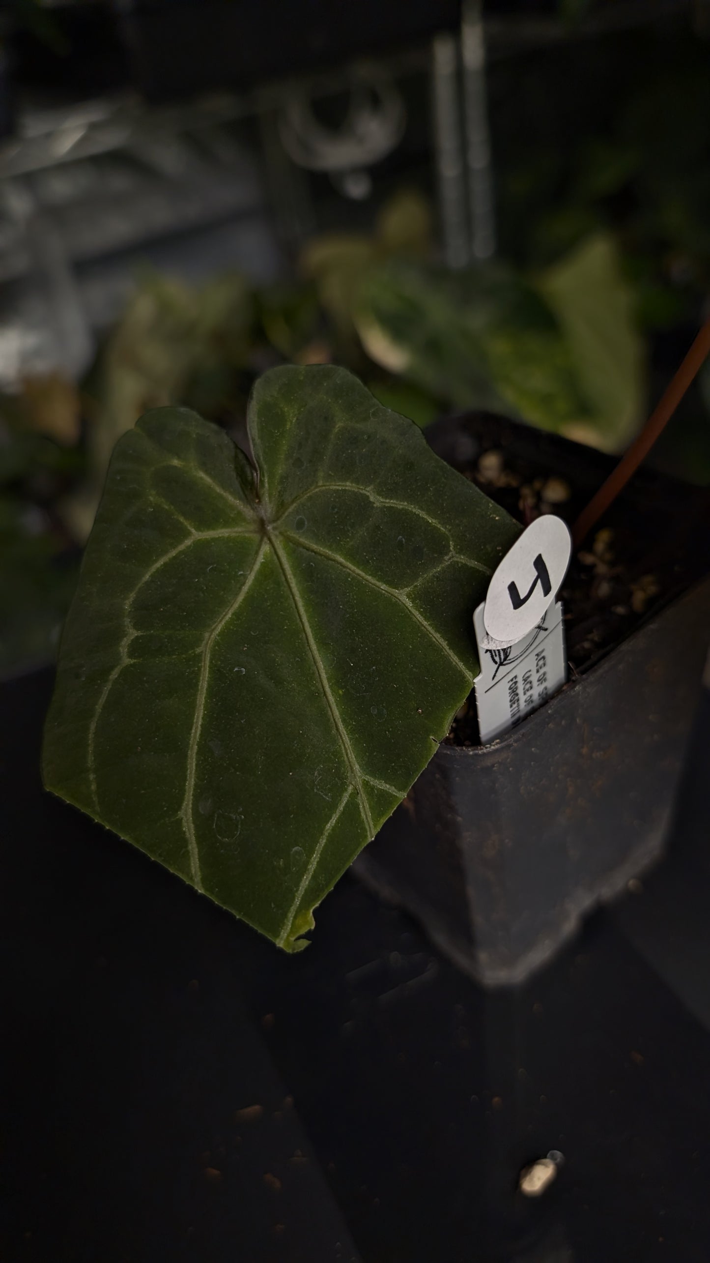 Anthurium Ace of Spagetii F2