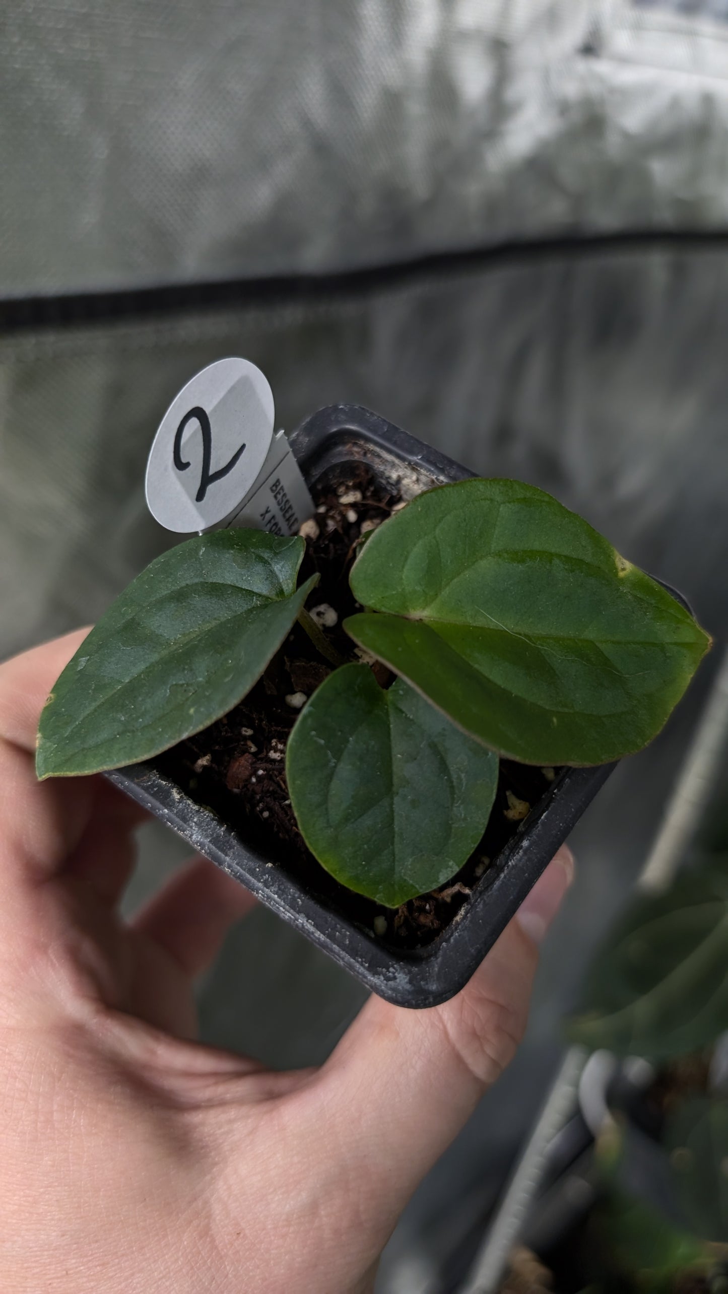 Anthurium [Besseae aff. x Forgetii dark] x BVEP Round x Felix