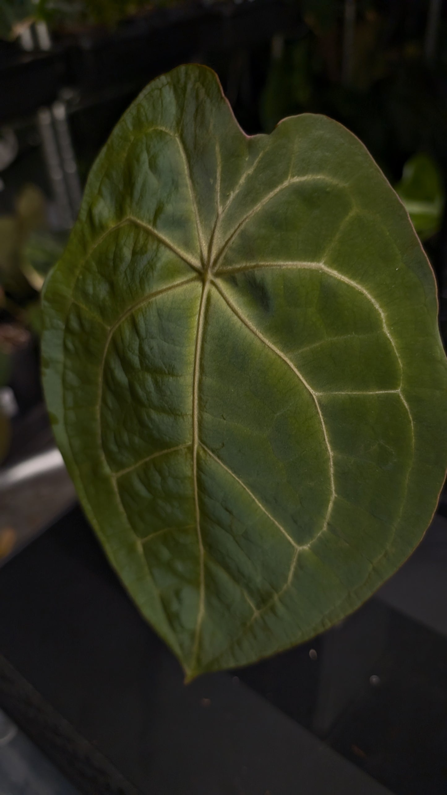 Anthurium Doc Block Zara x Michelle 'selected dark form' x Forgetii Dark