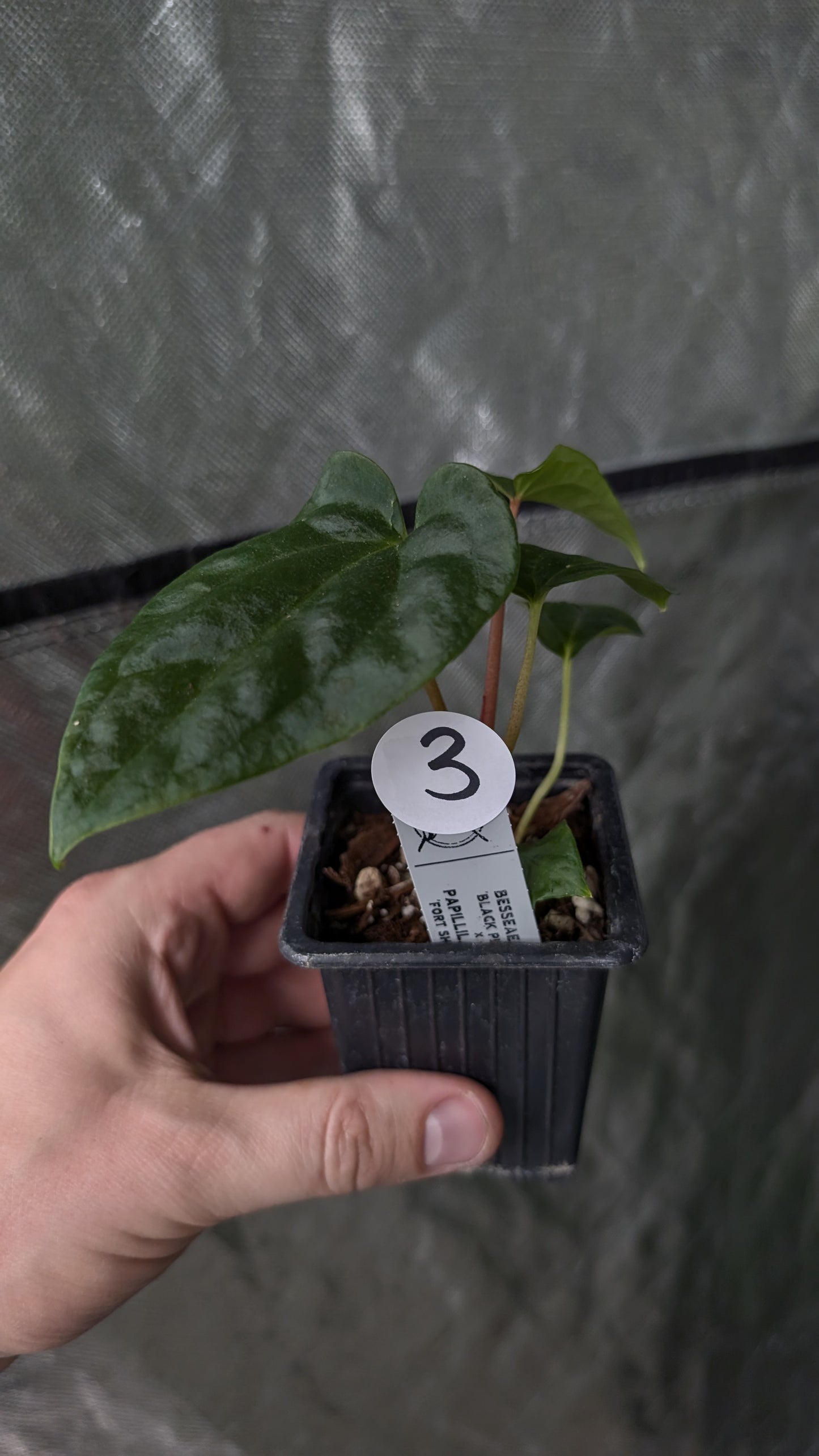 Anthurium Besseae aff 'Black Pillow' x Papillilaminum 'Fort Sherman'