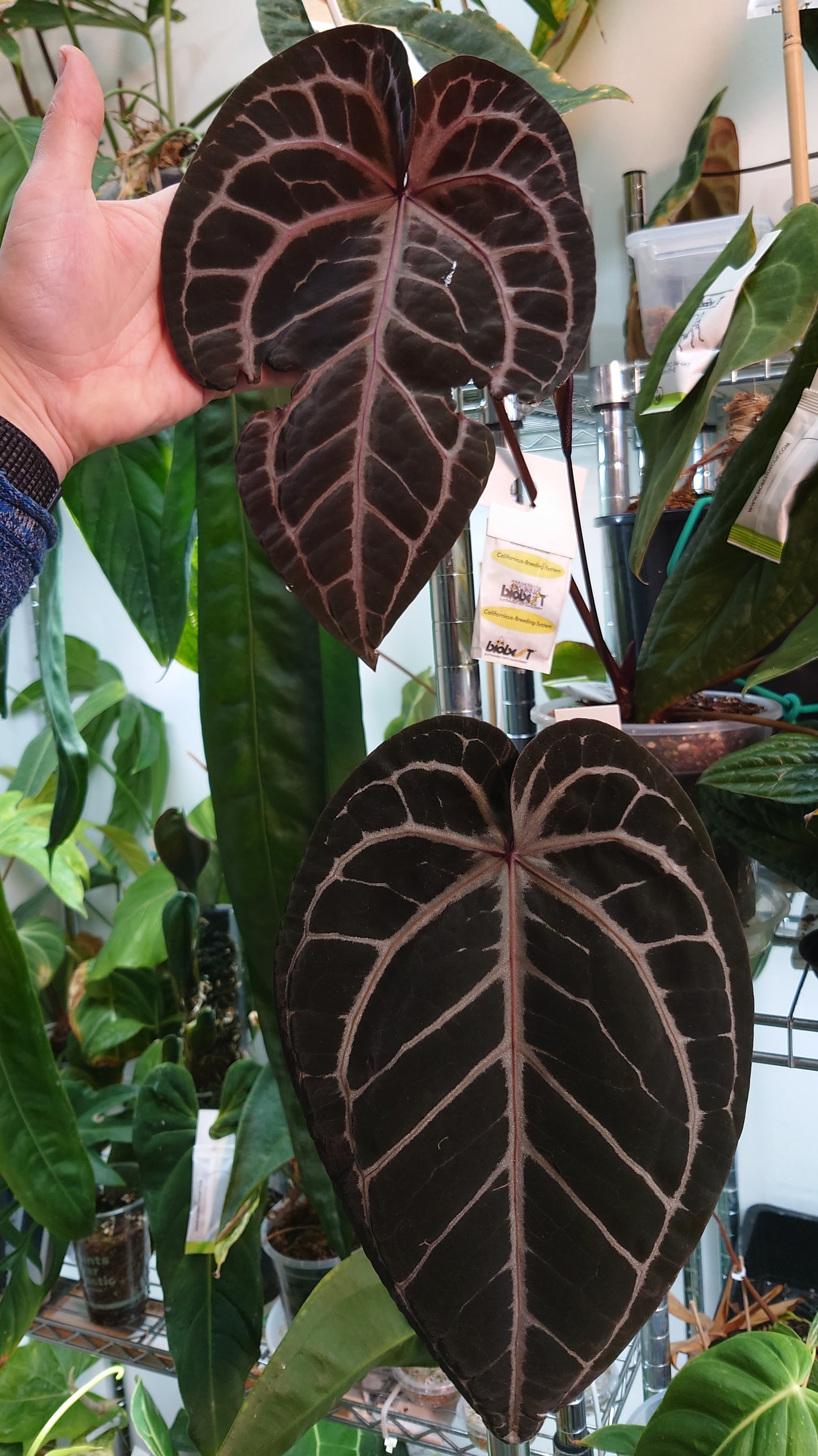 Anthurium Doc Block 'Zara'x'Michelle' Selected Dark x Papillilaminum 'Fort Sherman', Bigger Select plants