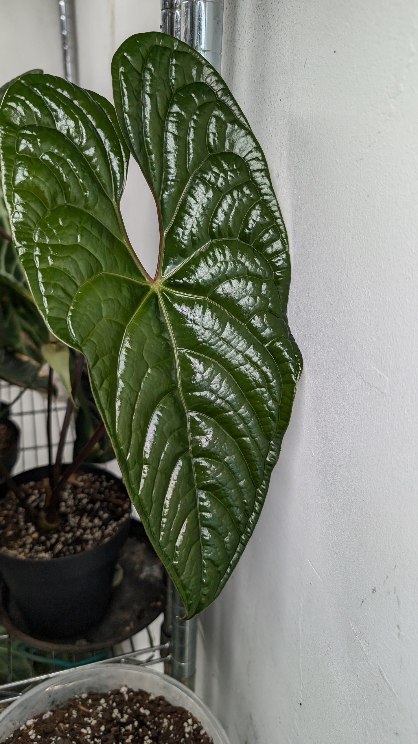 Anthurium King of Spades x BVEP (RxF) or (Sp. Napo x Luxurians)