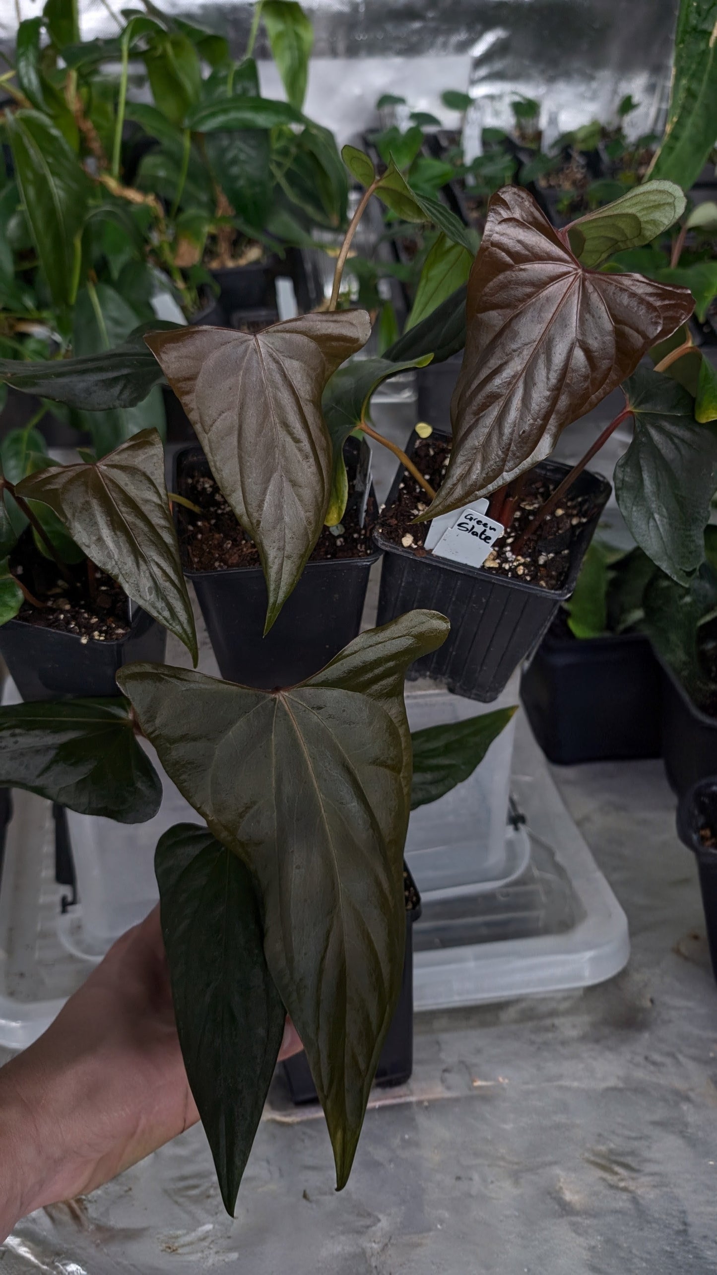 Anthurium 'Green Slate'