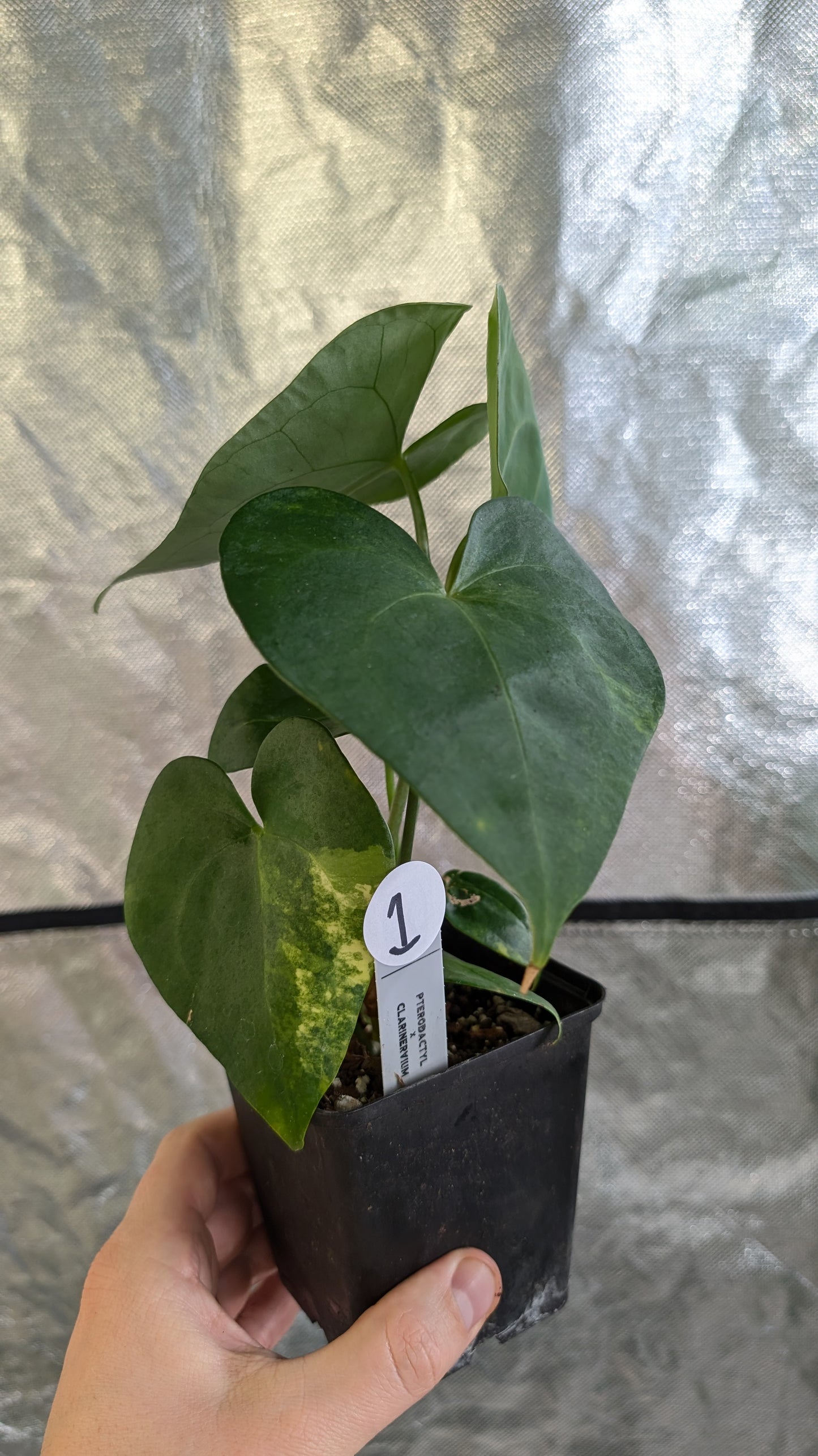 Variegated Anthurium Pterodactyl variegata x Clarinervium