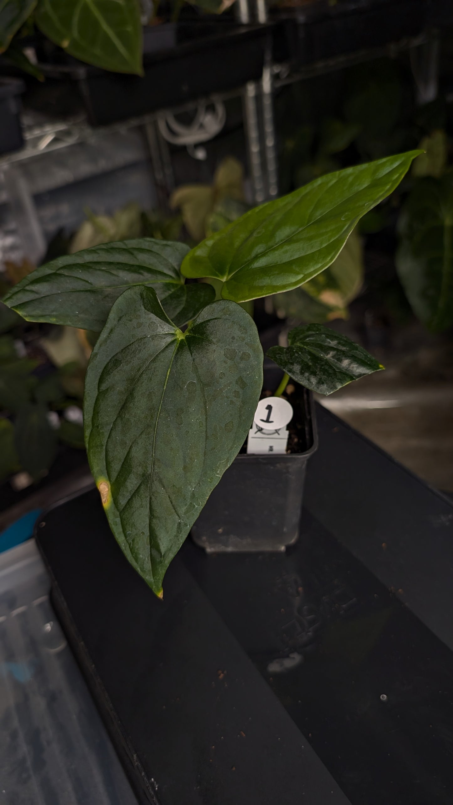 Anthurium Mr Worldwide x Debile (also sometimes called Debilis)