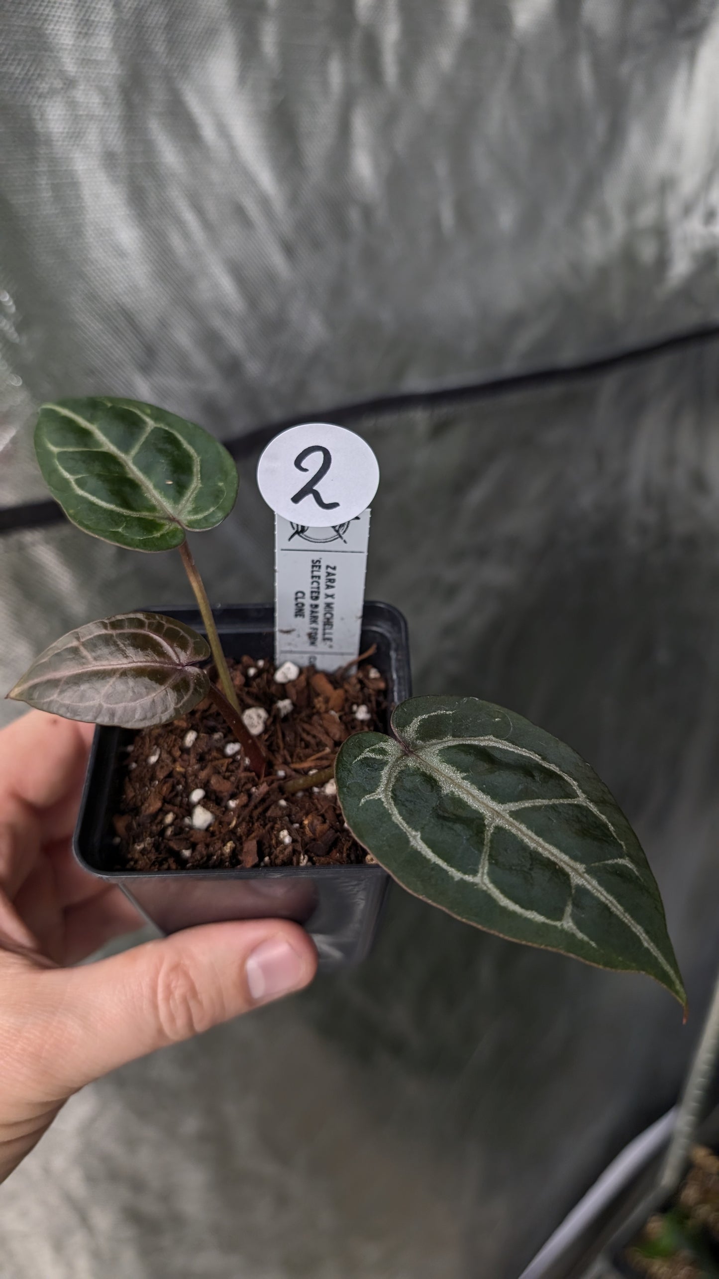 Anthurium Zara x Michelle 'selected dark form' Clone