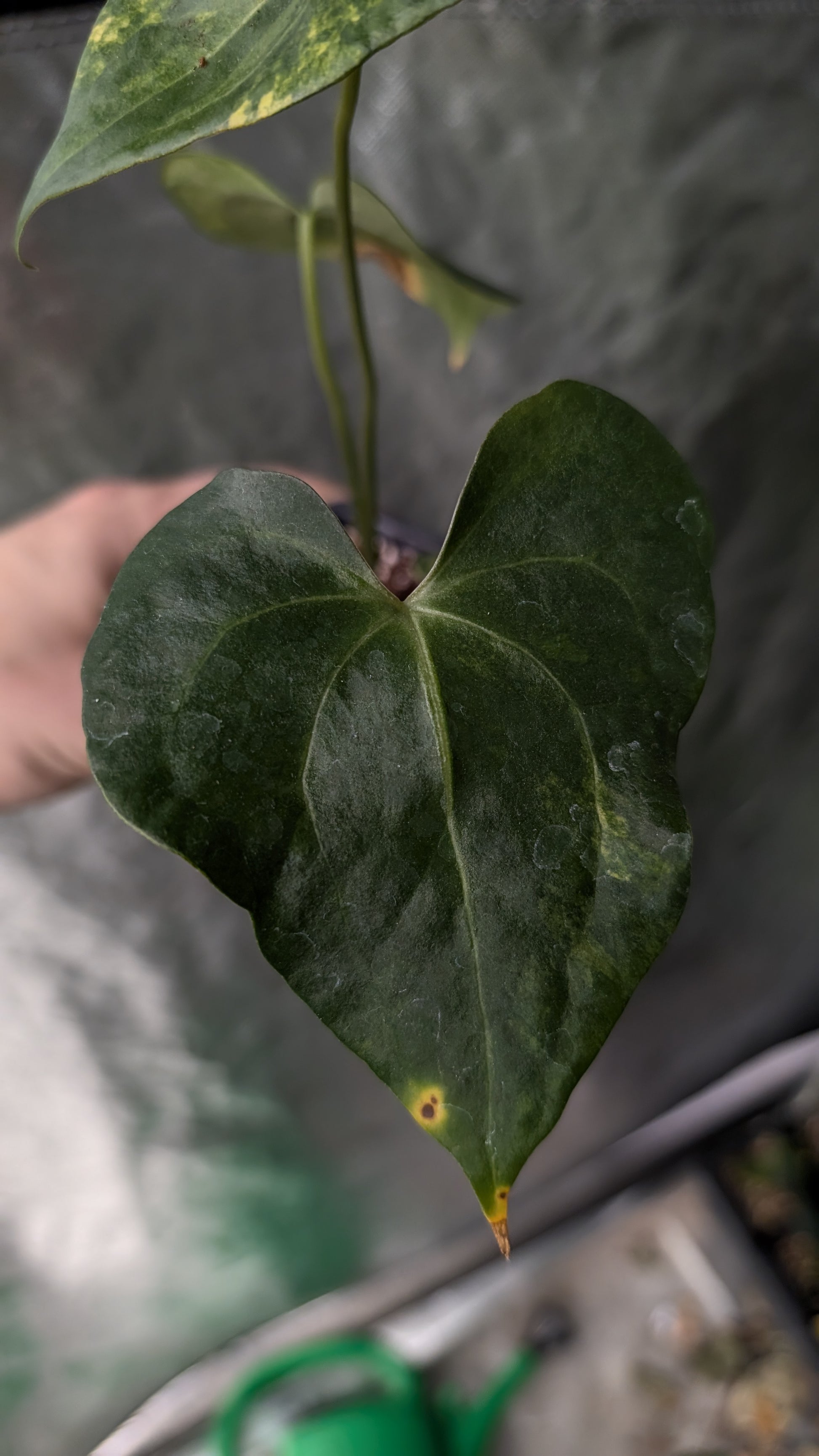 anthurium clarinervium pterodactyl Variegated Anthurium Pterodactyl variegata x Clarinervium – Curious Plants