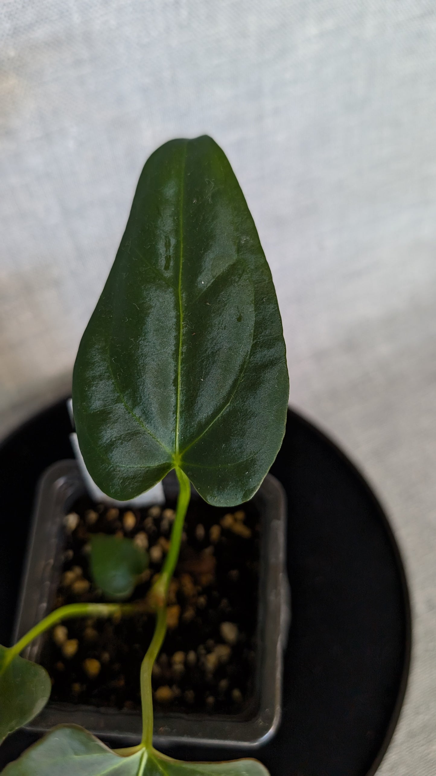 Anthurium Regale 'Dream Catcher' x Papillilaminum 'Daniel'