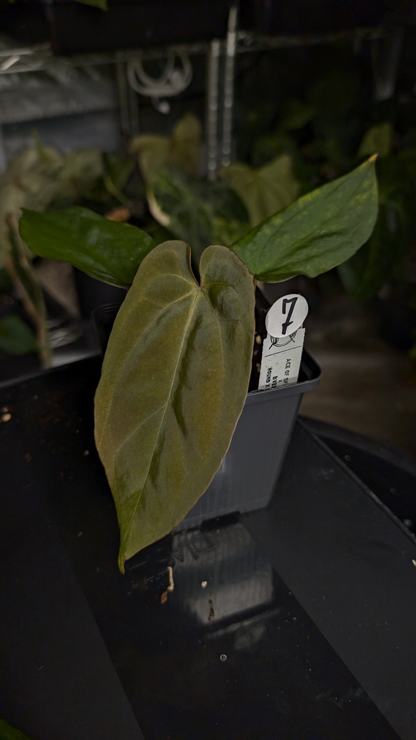 Anthurium Ace of Spagetii x BVEP 'Round x Felix'