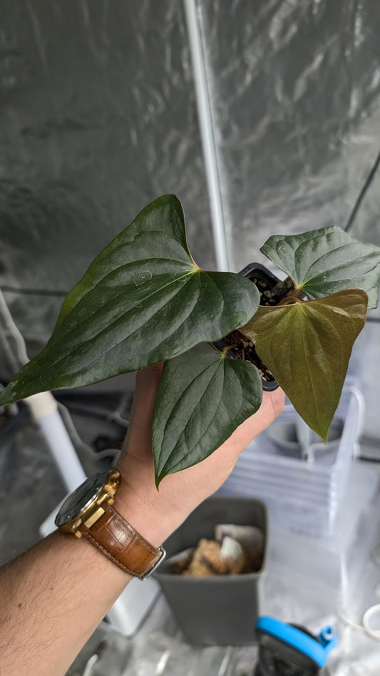 Anthurium 'Steelfin'