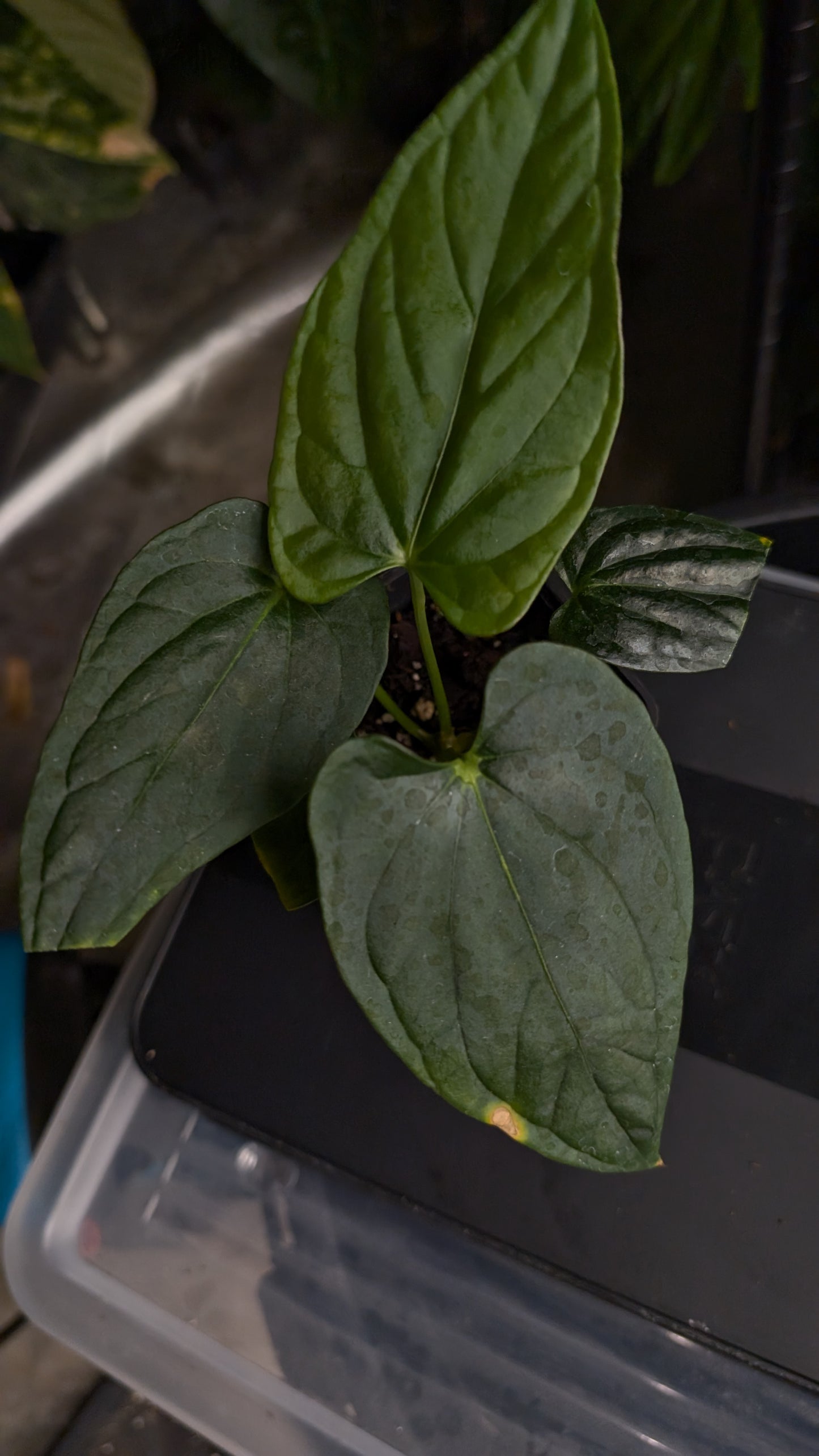 Anthurium Mr Worldwide x Debile (also sometimes called Debilis)