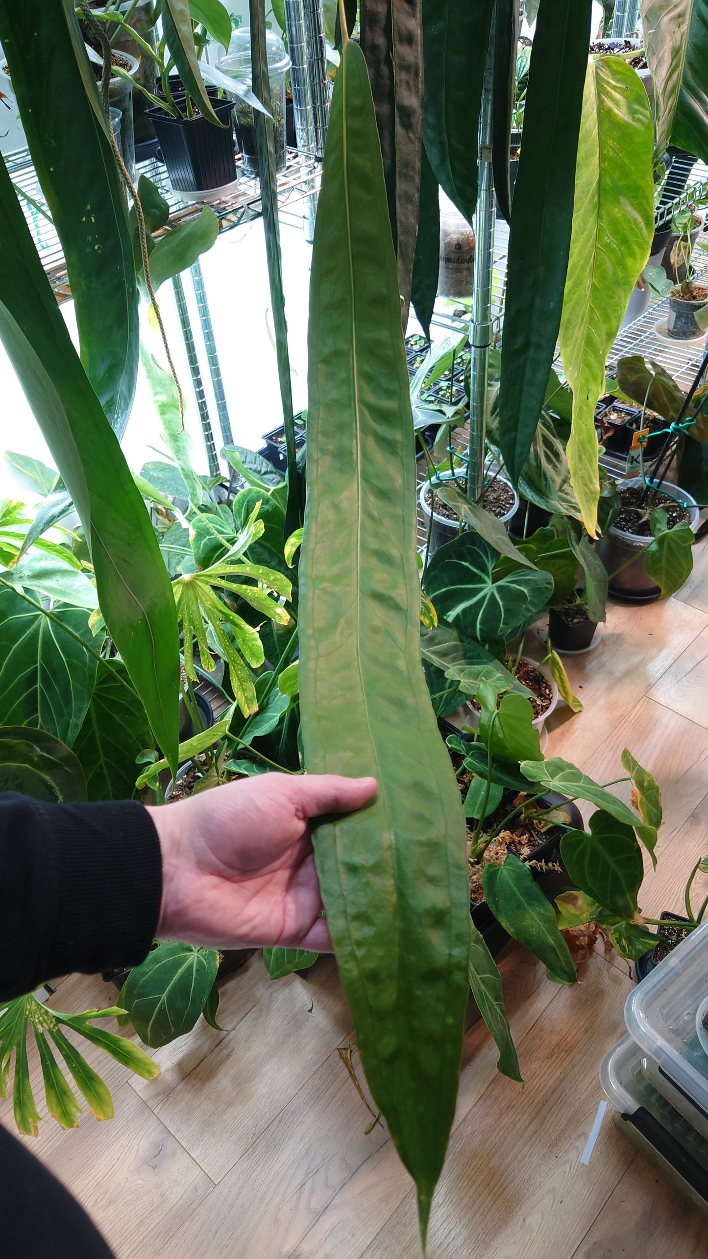 Anthurium Scherzerianum x Wendlingeri