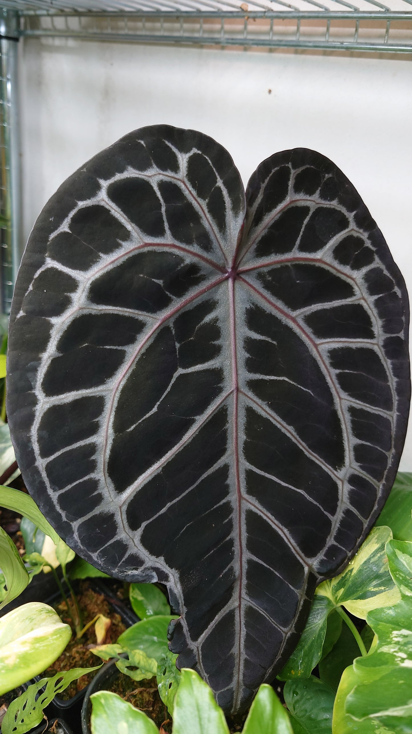 Anthurium Doc Block 'Zara'x'Michelle' Selected Dark x Papillilaminum 'Fort Sherman', Bigger Select plants