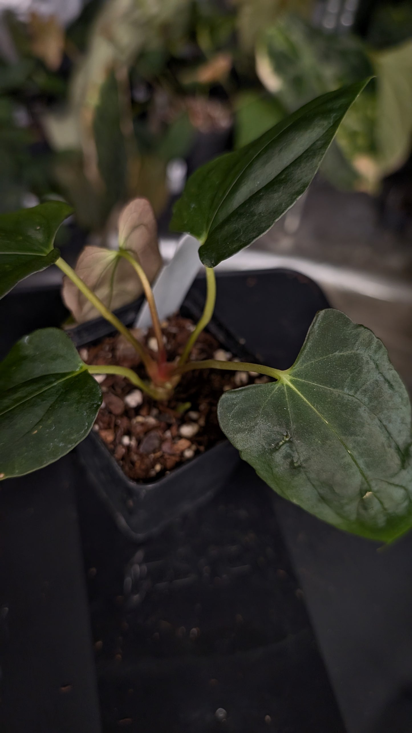 Anthurium Papillilaminum 'Fort Sherman'