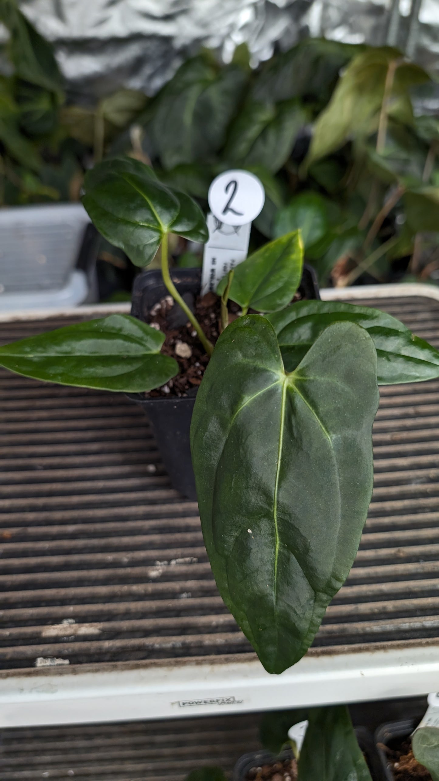 Anthurium Papillilaminum 'Fort Sherman' x Mr. Worldwide