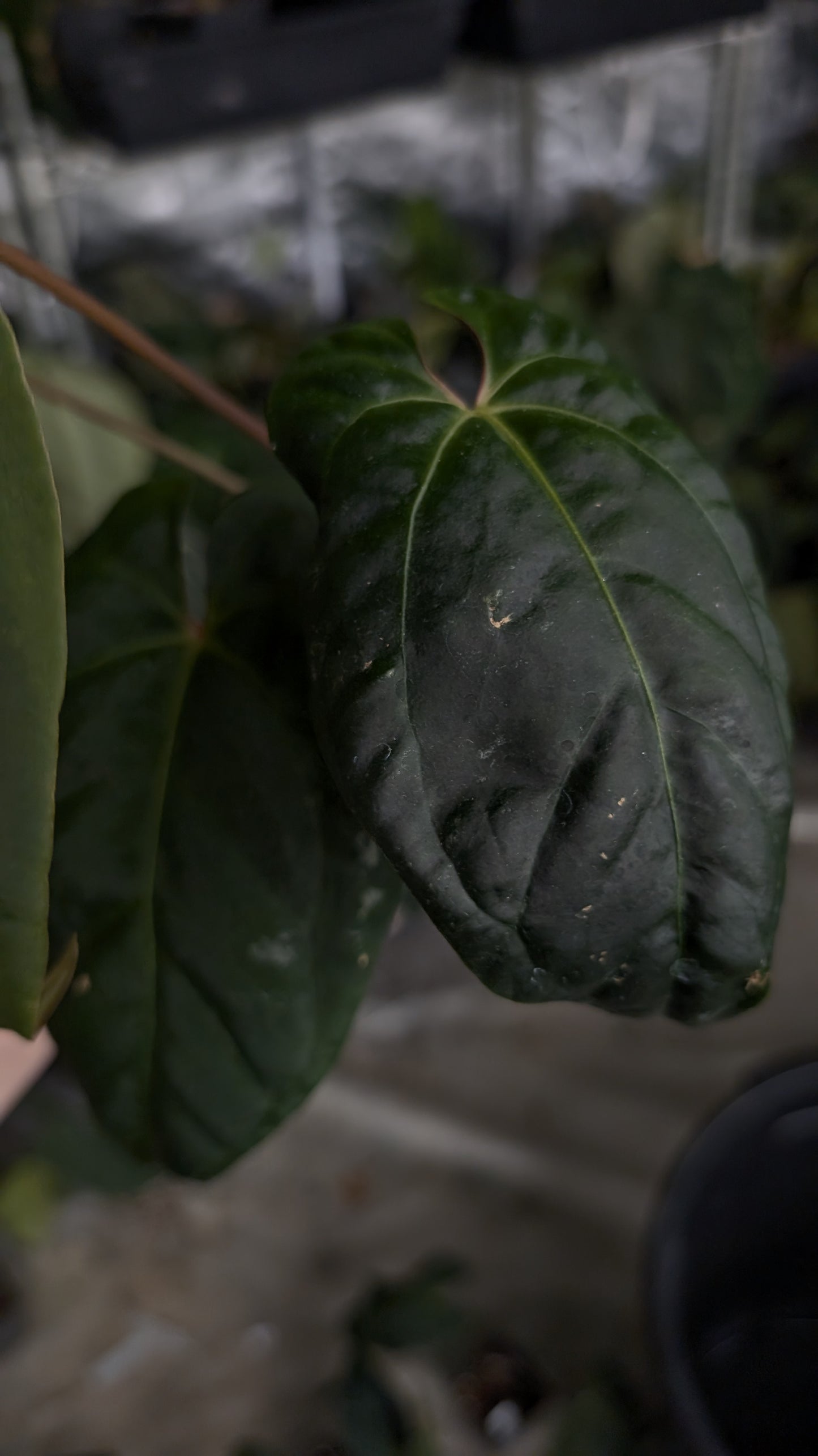 Anthurium Besseae aff 'Black Pillow' x Papillilaminum 'Fort Sherman'