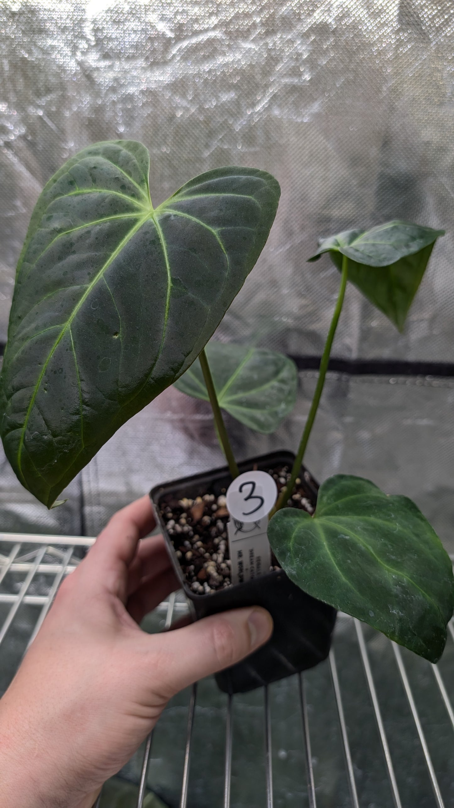 Anthurium Regale 'Dream Catcher' x Mr. Worldwide