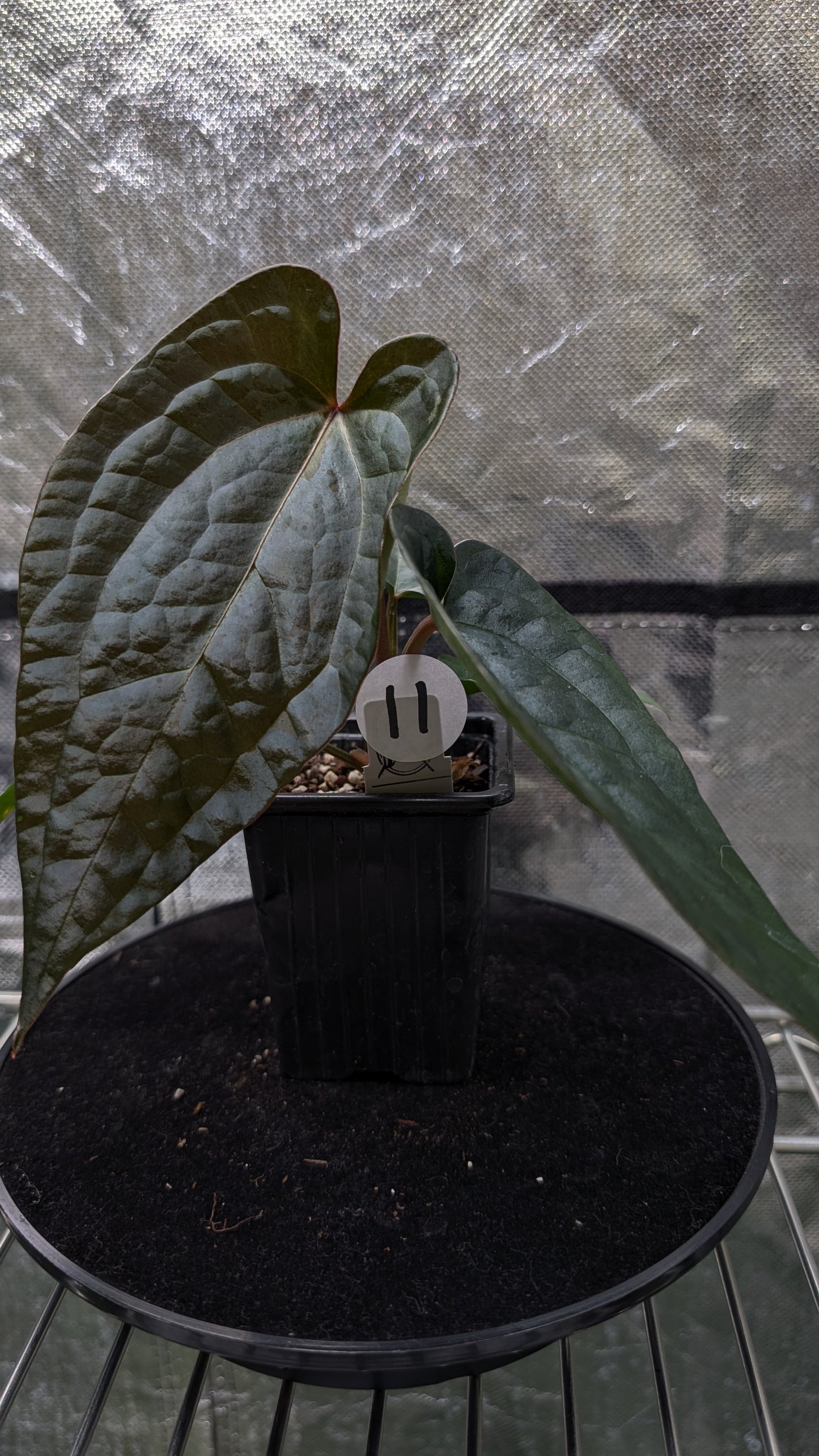 Anthurium 'Ace of Spagetii' x Luxurians