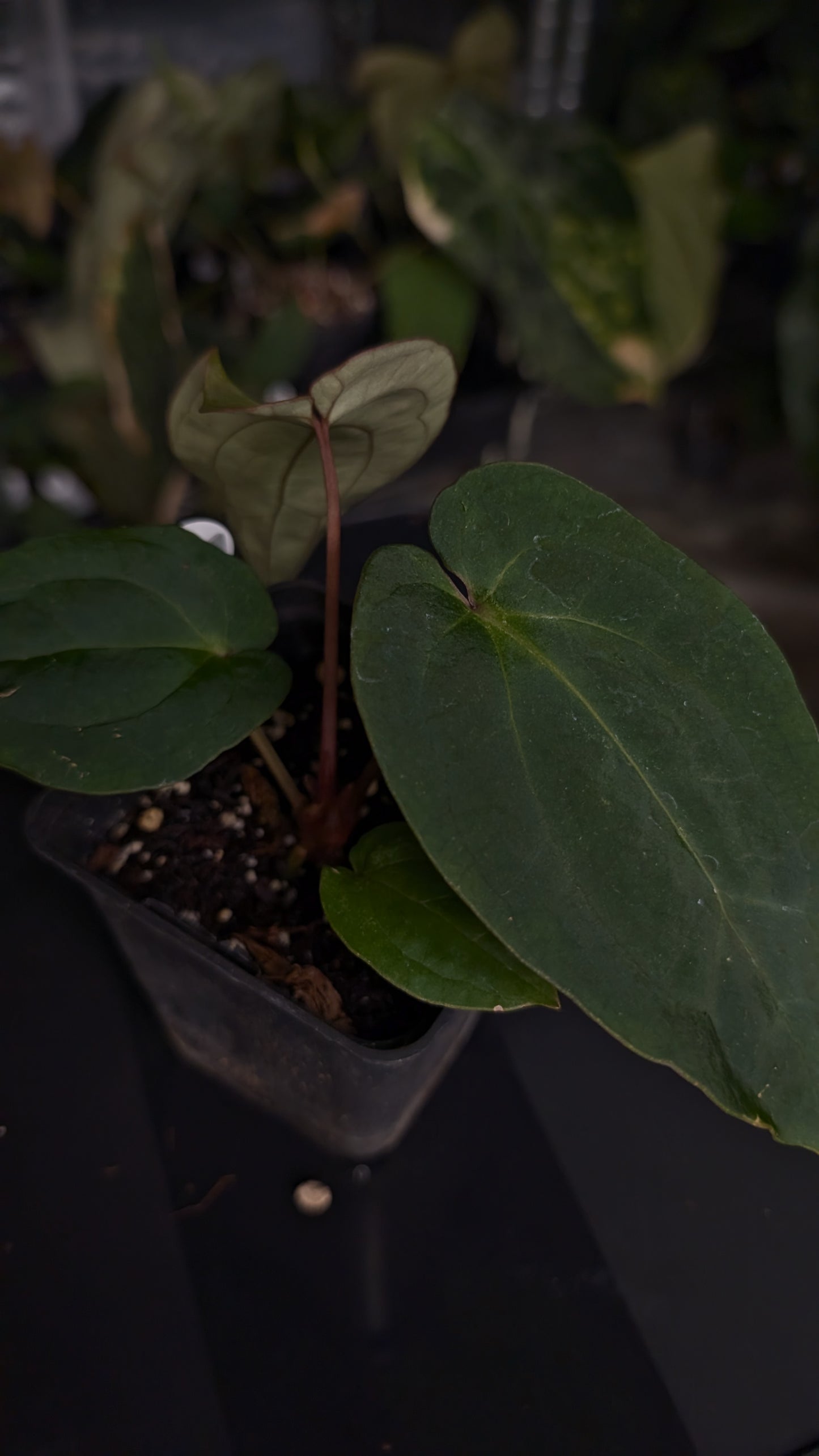 Anthurium [Besseae aff. x Forgetii dark] x BVEP Round x Felix