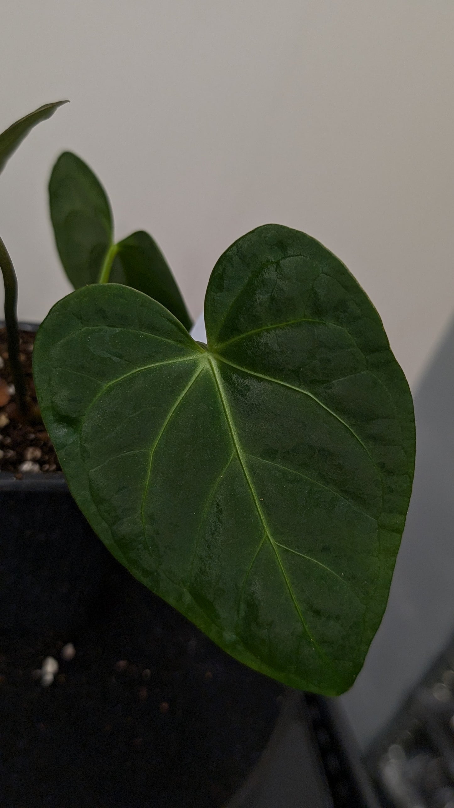 Anthurium Regale 'Dream Catcher' x Mr. Worldwide