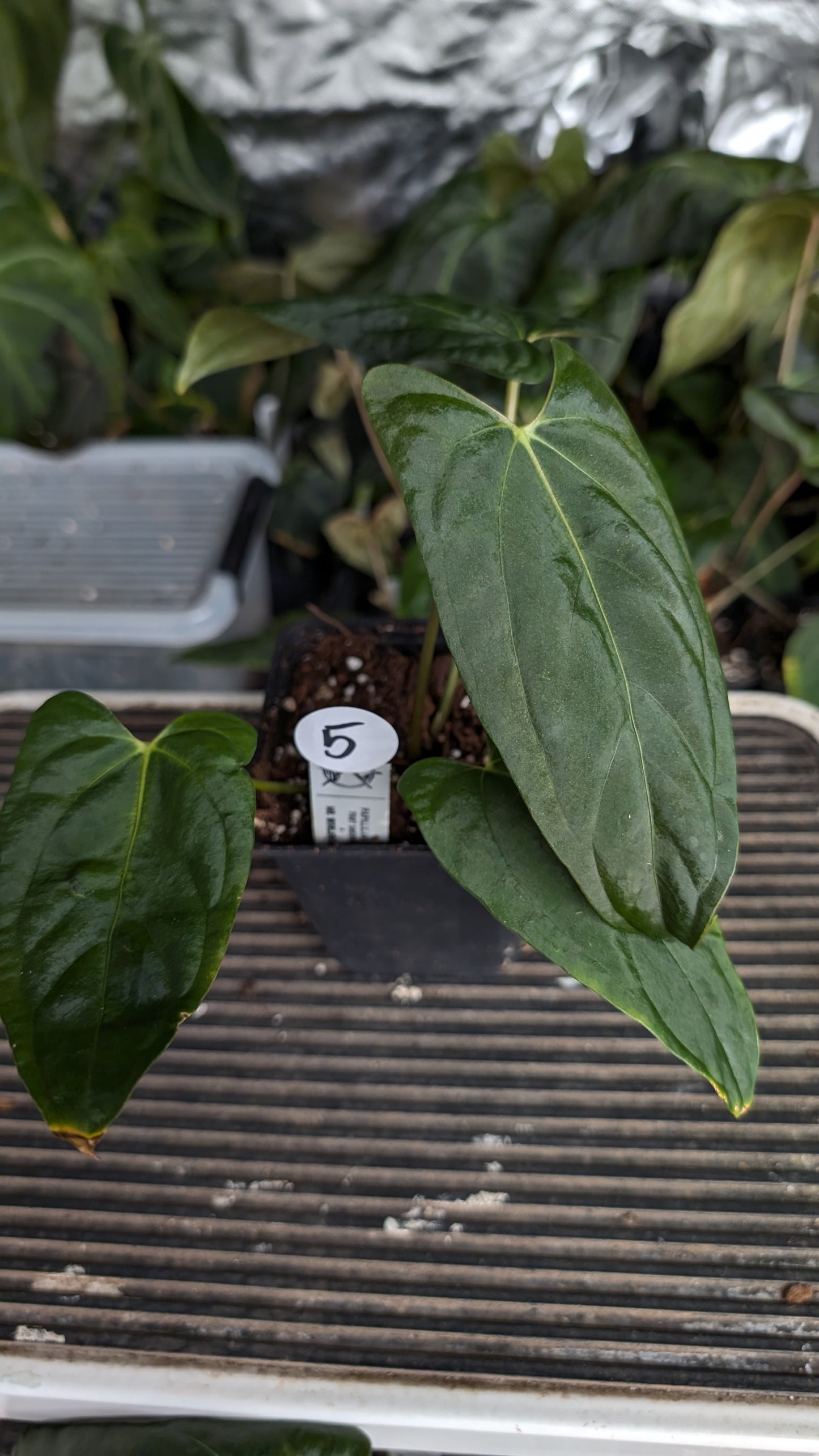 Anthurium Papillilaminum 'Fort Sherman' x Mr. Worldwide