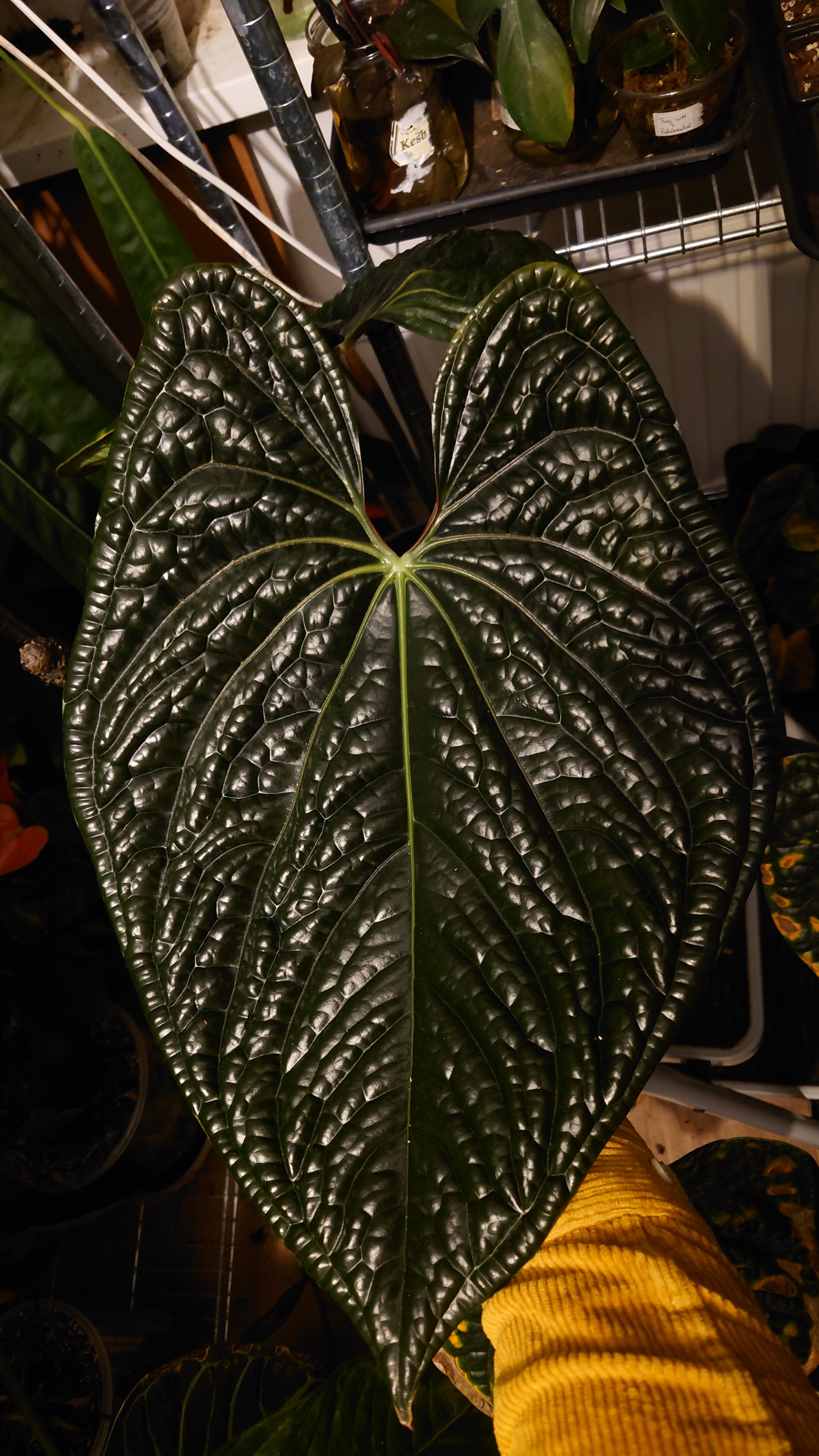 Anthurium 'Madame Violette' x Luxurians seedlings – Curious Plants