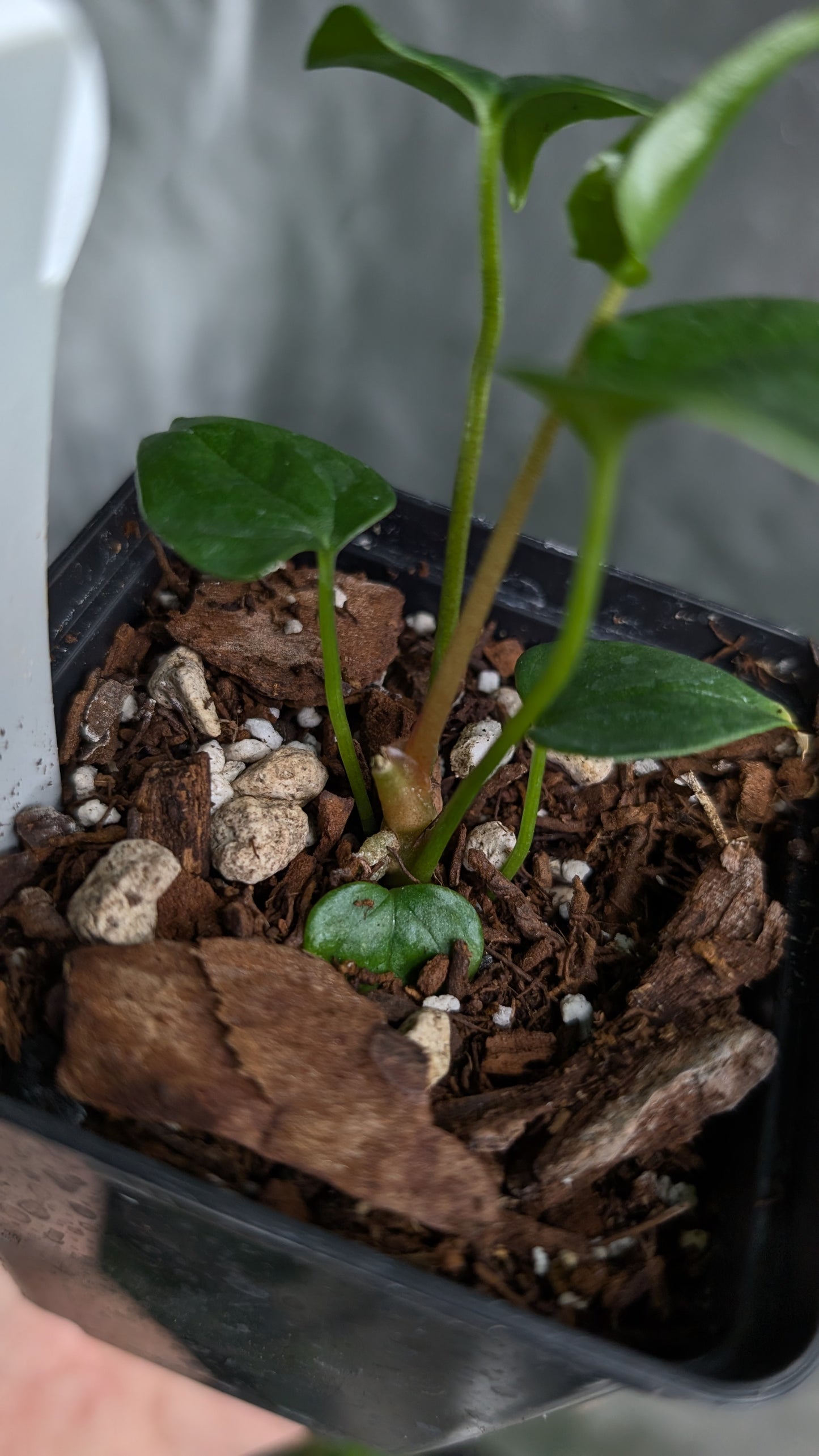 Anthurium 'Mr Worldwide' x Diabloense