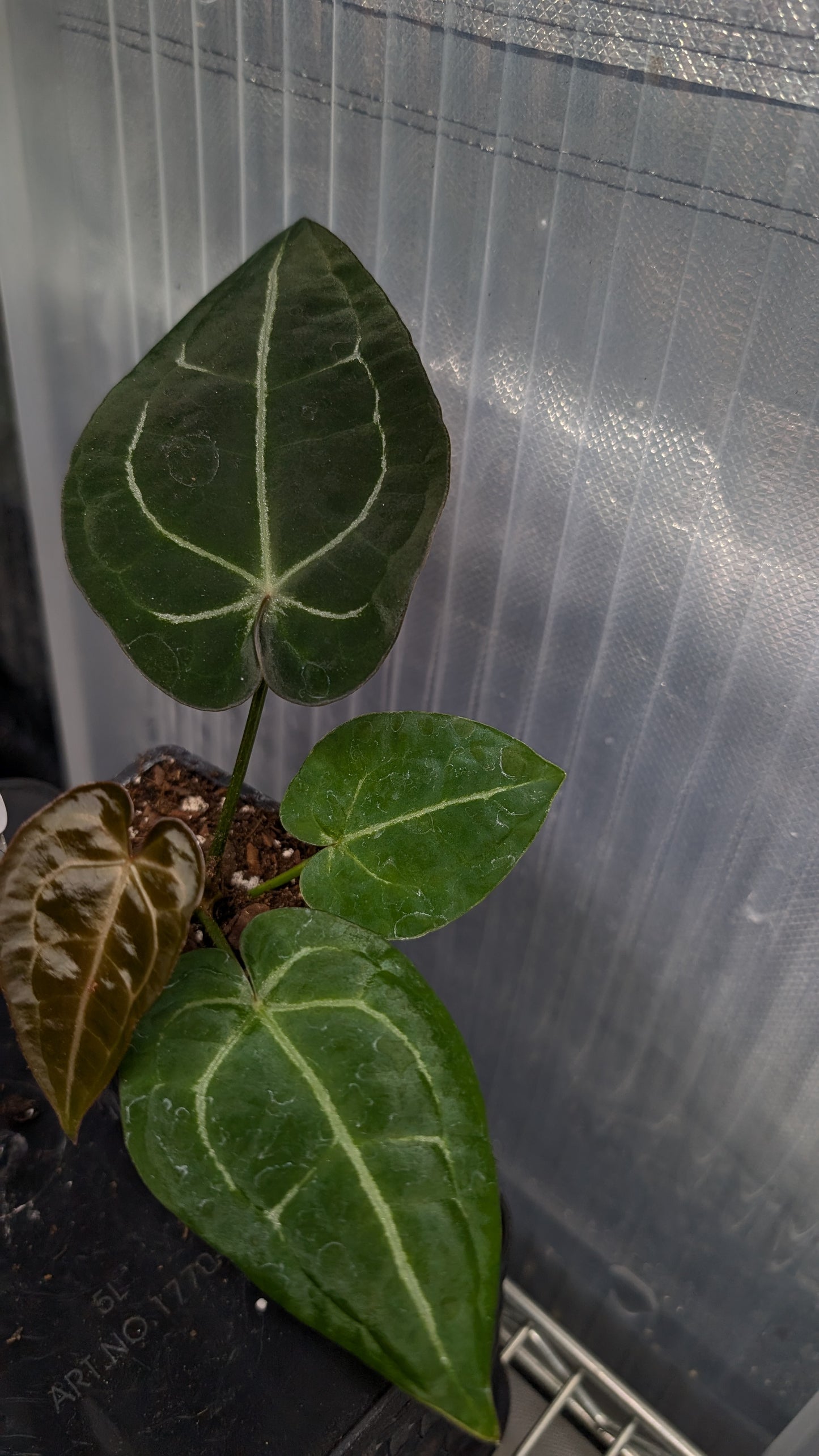 Anthurium Doc Block Zara x Michelle 'selected dark form' x Forgetii Dark
