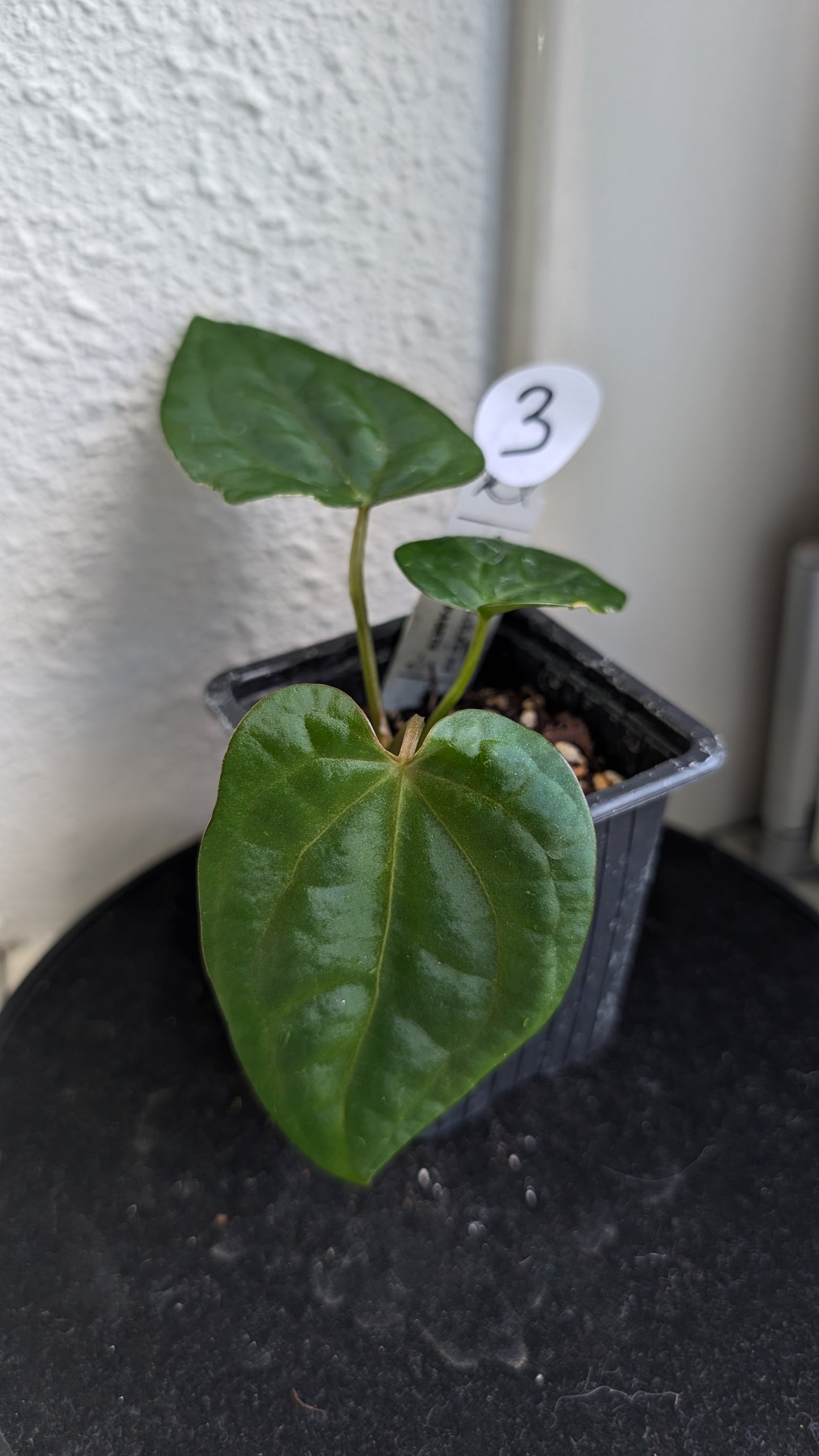 Anthurium (Carlablackiae x Dressleri Rio Guanche) X 'Ace of Spagetii'