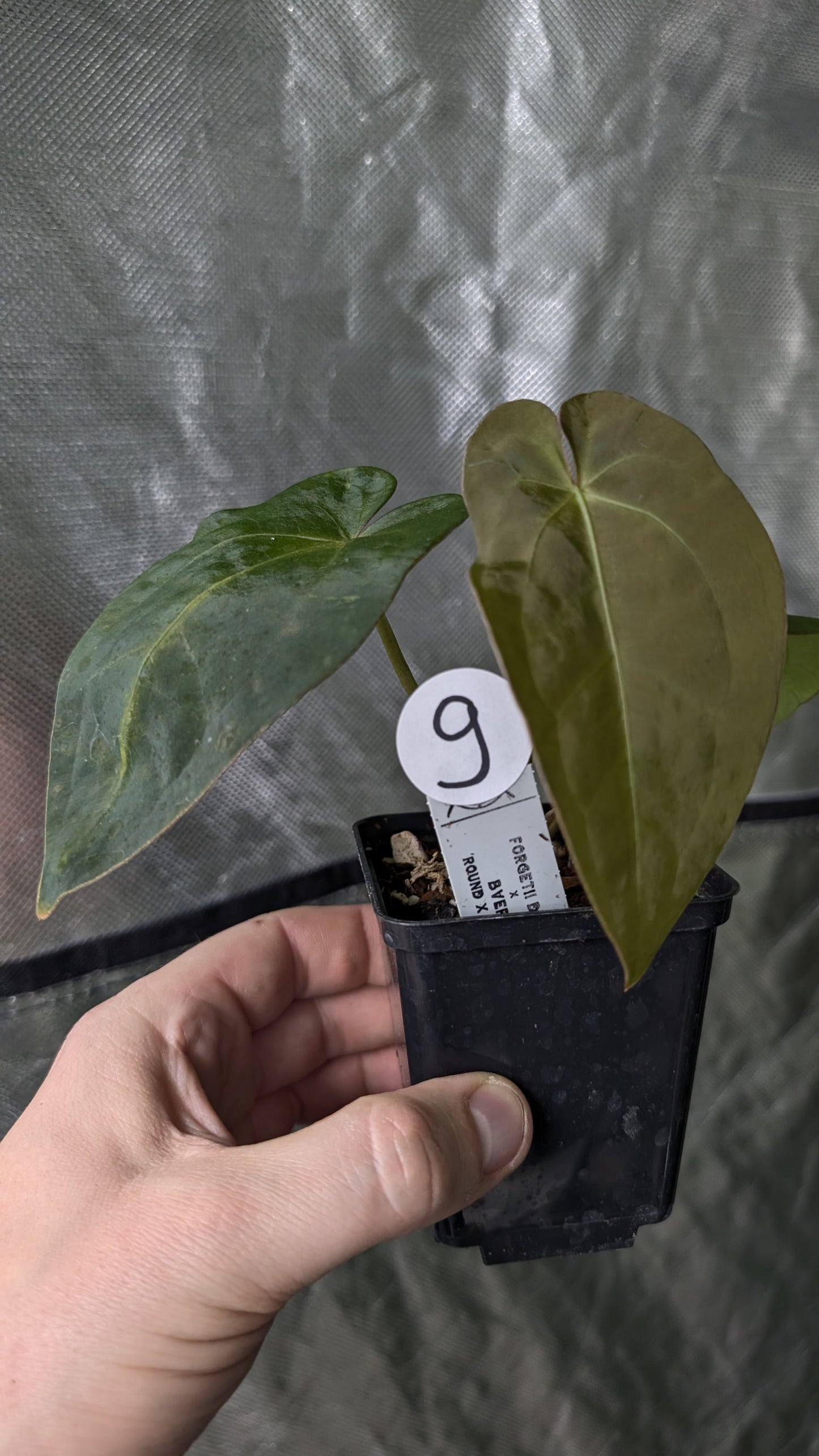 Anthurium Forgetii dark form x BVEP 'Round x Felix'