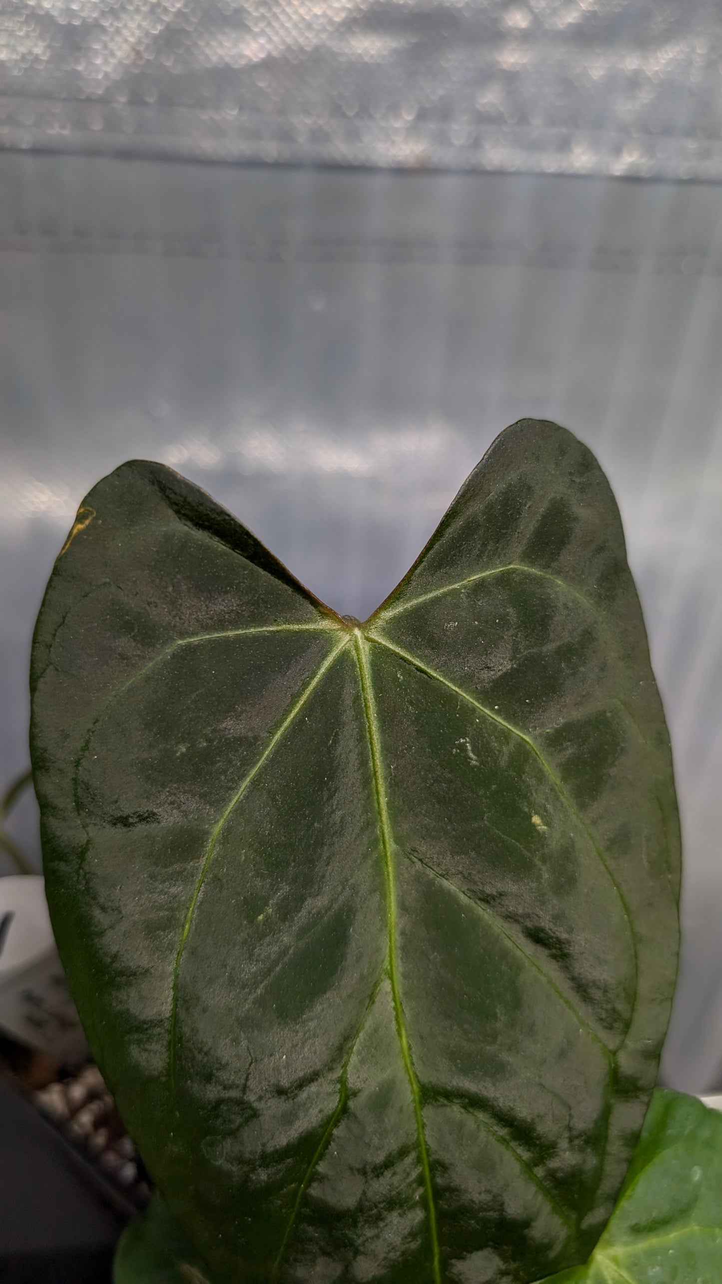 Anthurium Silver Blush Mint variegated x Papillilaminum 'Daniel'