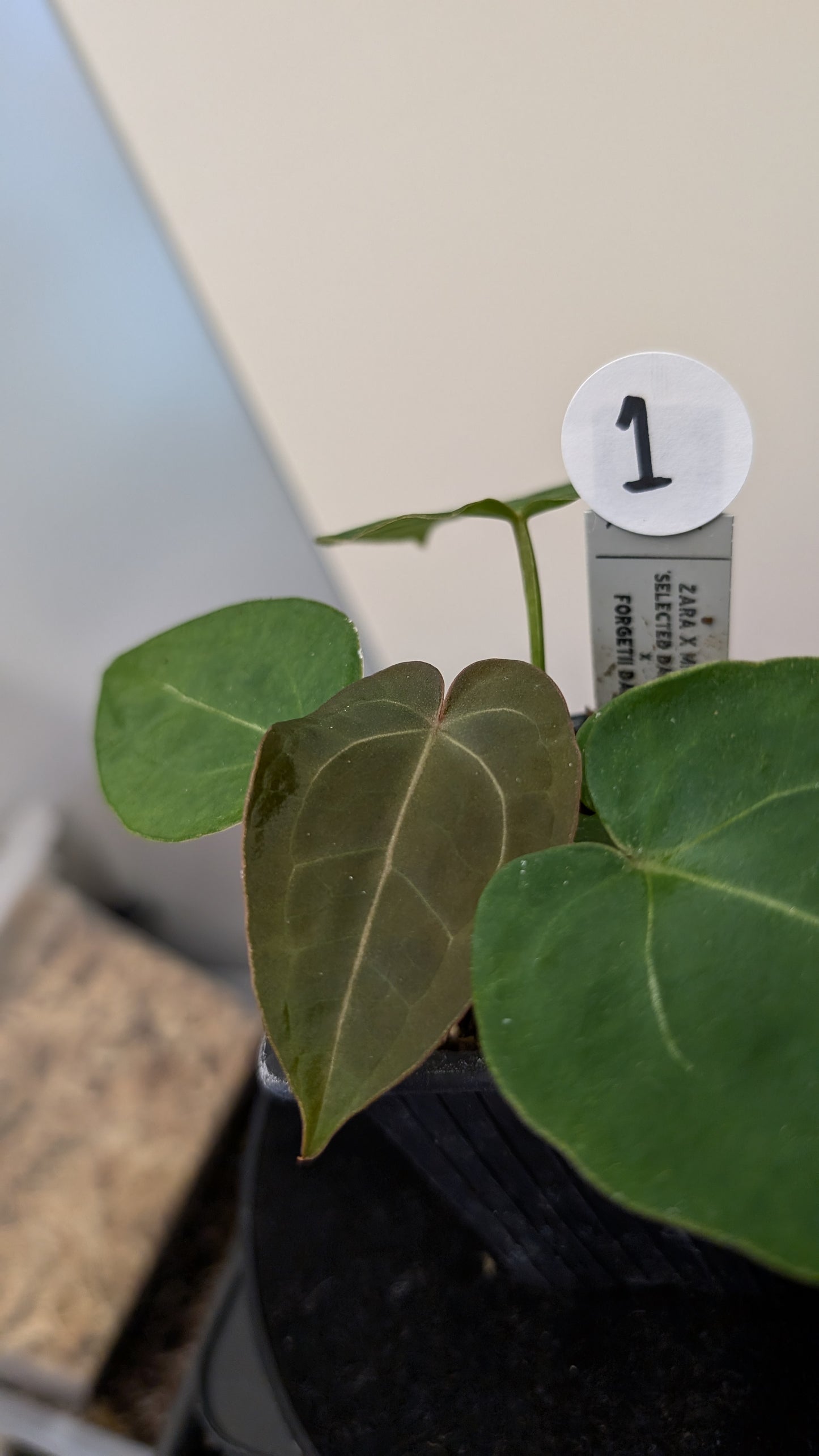 Anthurium Doc Block Zara x Michelle 'selected dark form' x Forgetii Dark