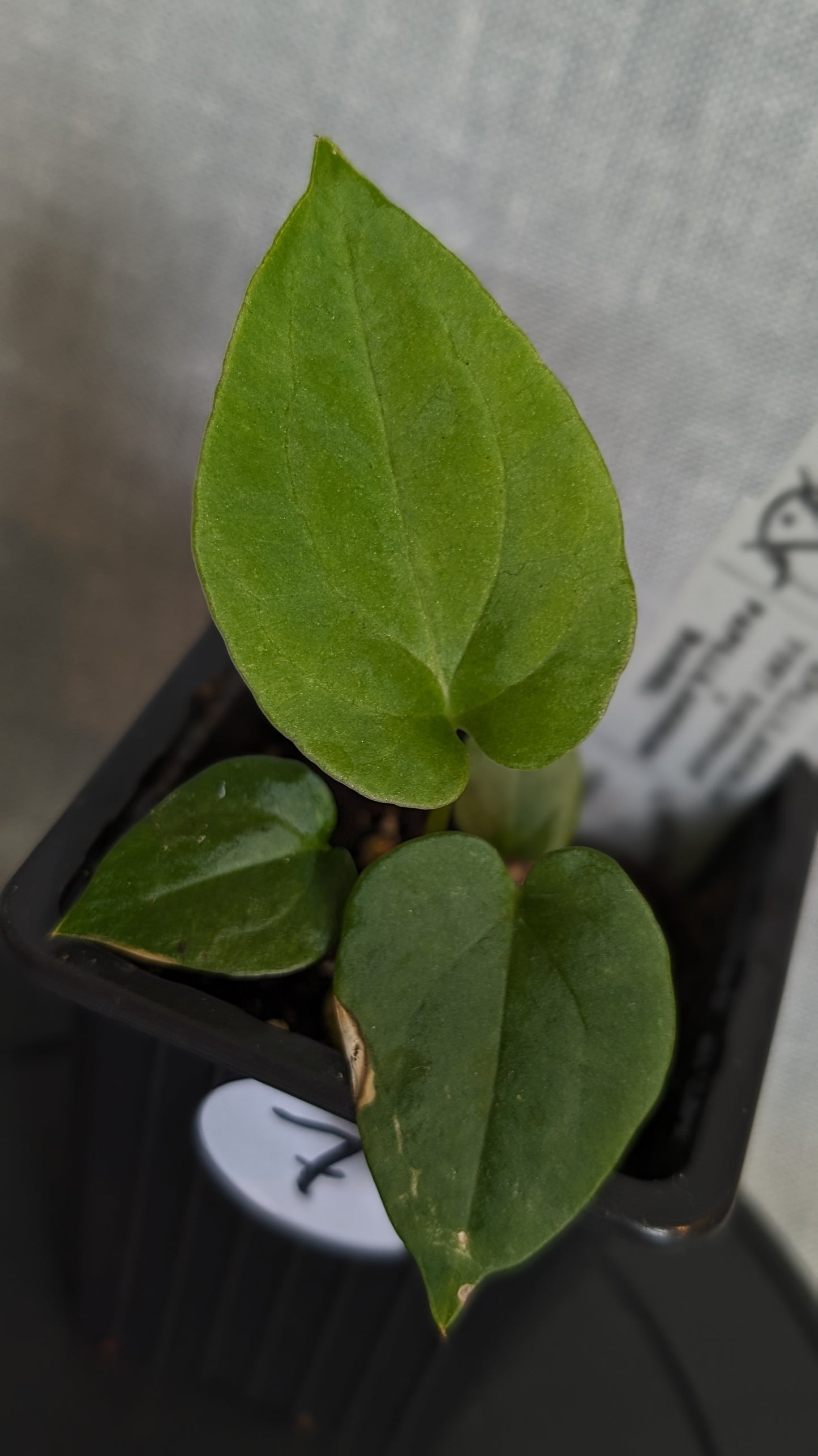 Anthurium Papillilaminum 'Fort Sherman' x Papillilaminum 'Daniel' - Big Seedling