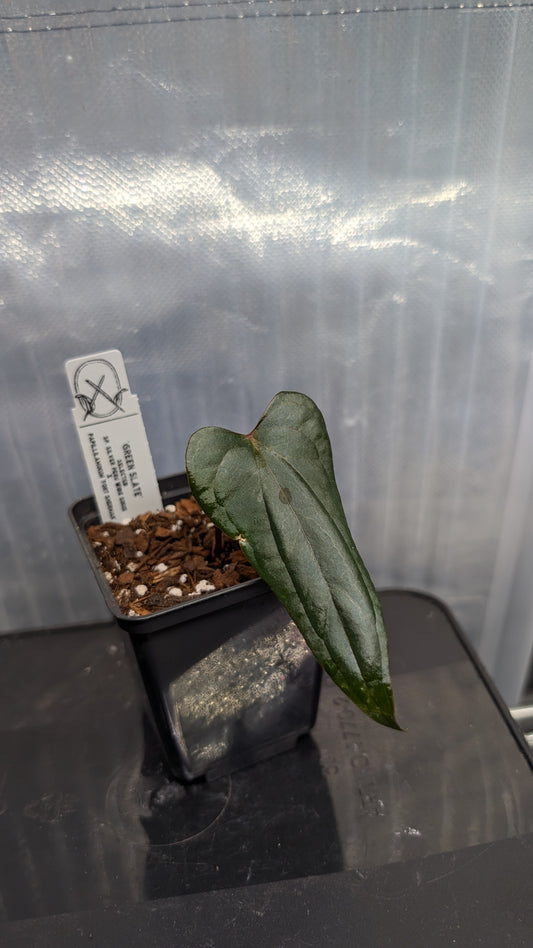 Anthurium 'Green Slate'