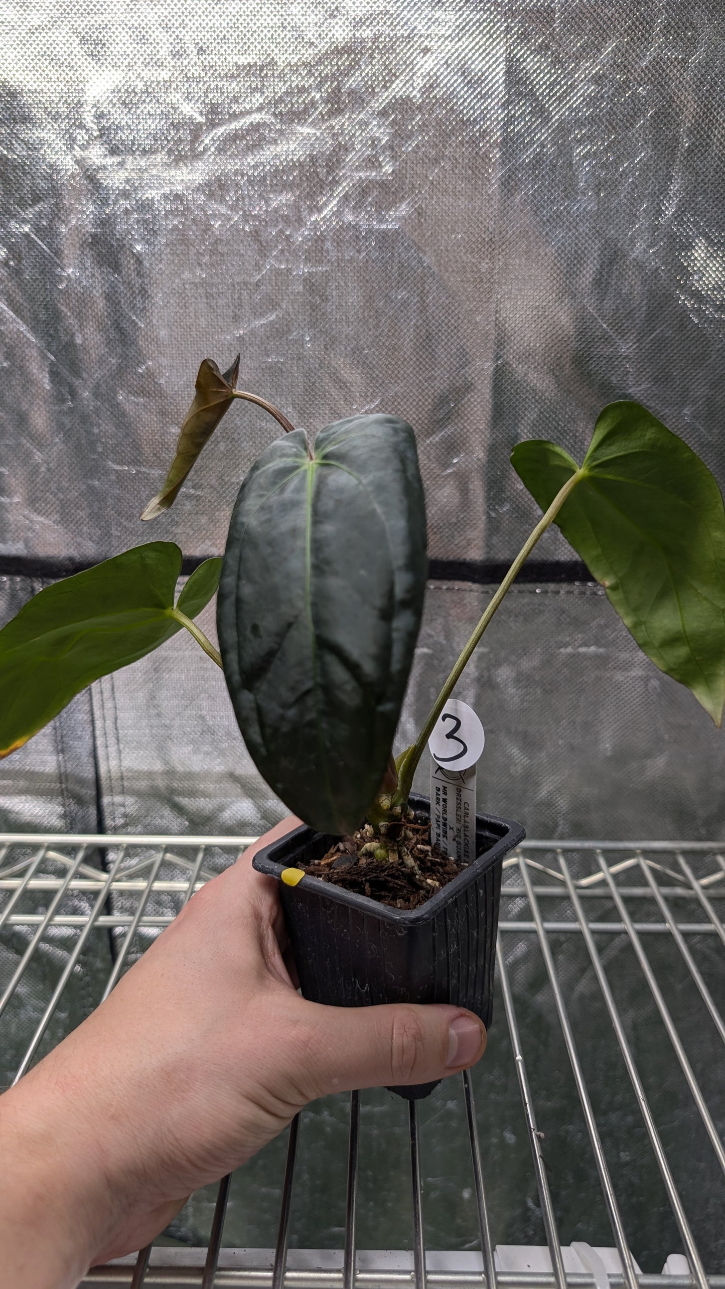 Anthurium (Carlablackiae x Dressleri Rio Guanche) x Mr Worldwide OR Forgetii Dark OR Papillilaminum Daniel