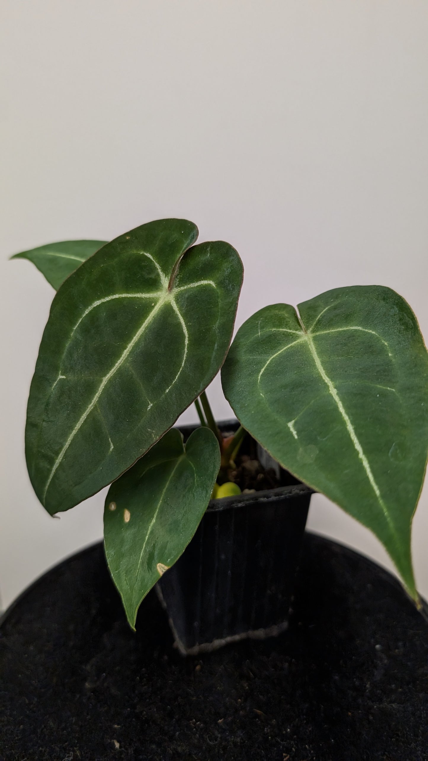Anthurium Doc Block Zara x Michelle 'selected dark form' x Forgetii Dark