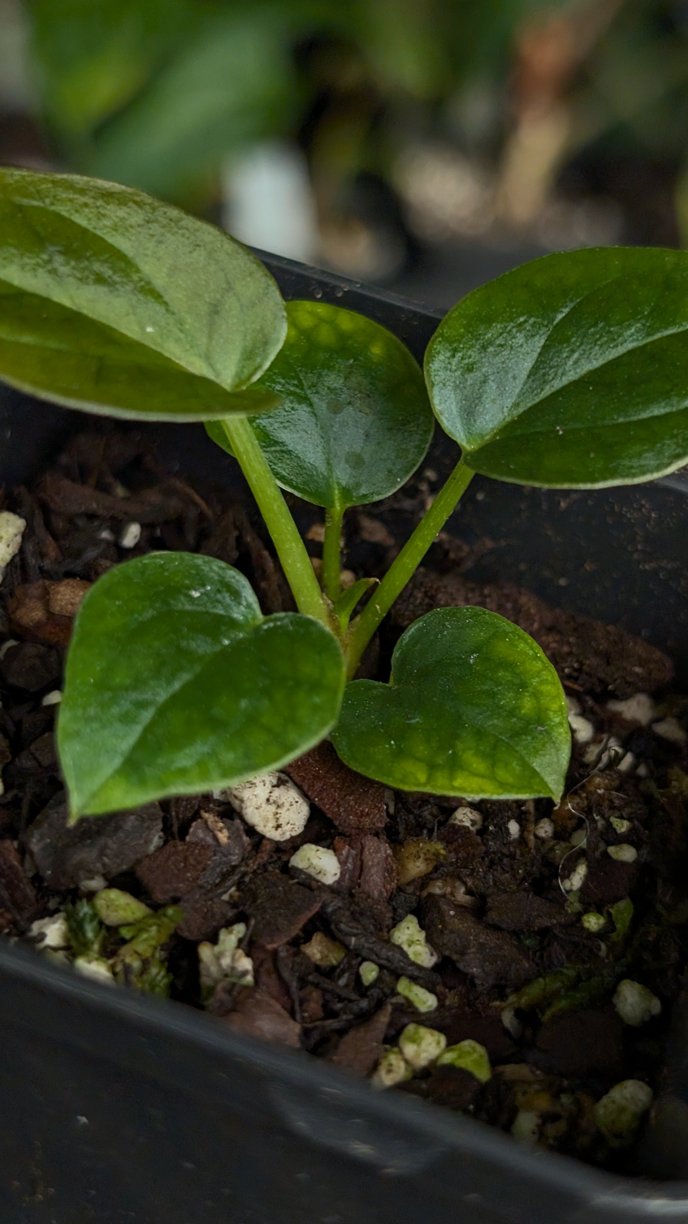 Anthurium Red Spider CLONE – Curious Plants