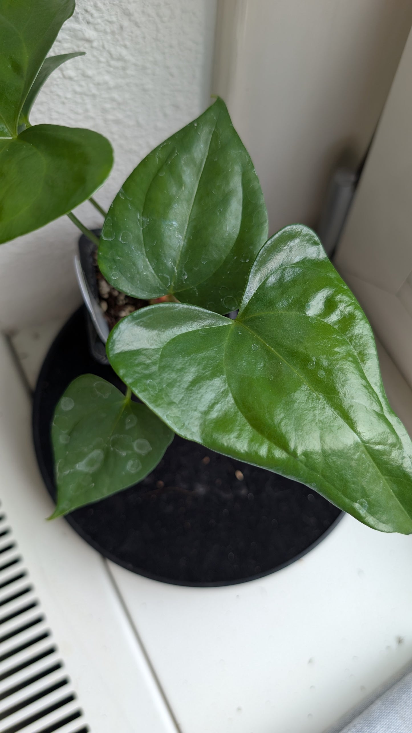 Anthurium Pterodactyl x self