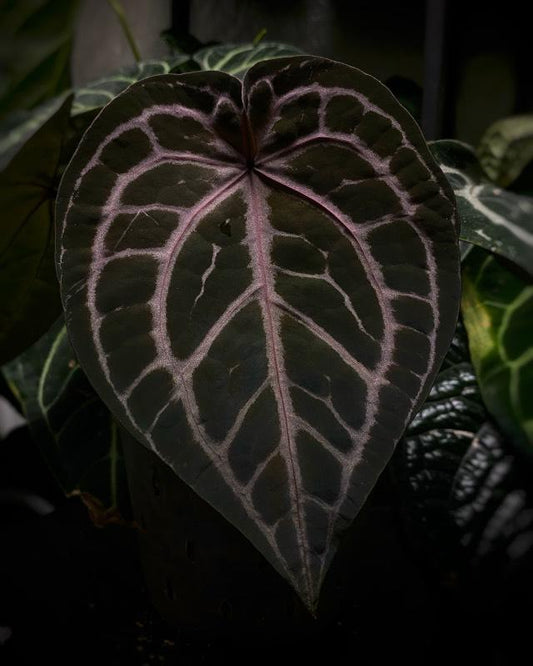 Anthurium Doc Block F1 x Mr Worldwide