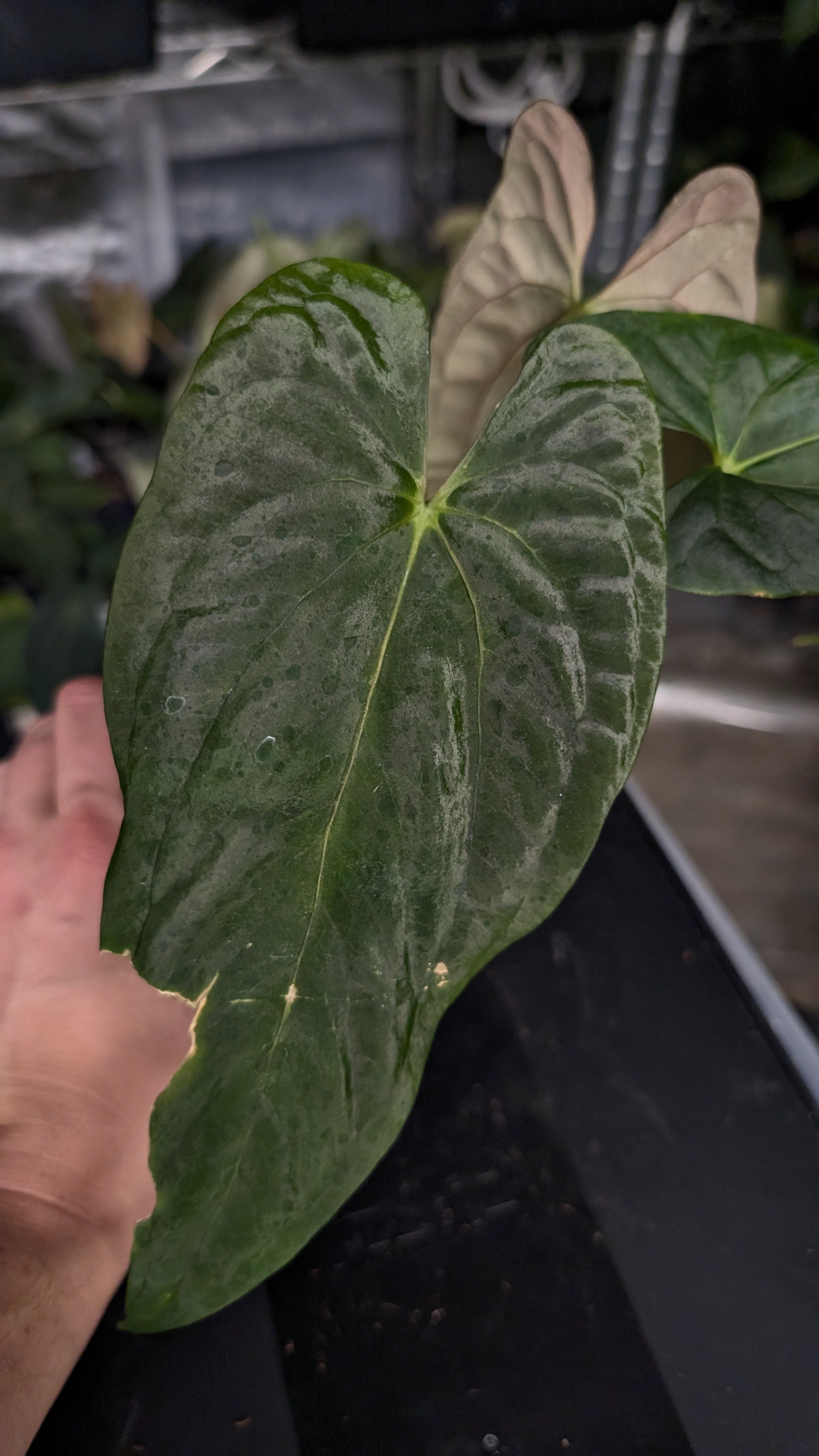 Anthurium Papillilaminum 'Fort Sherman' – Curious Plants