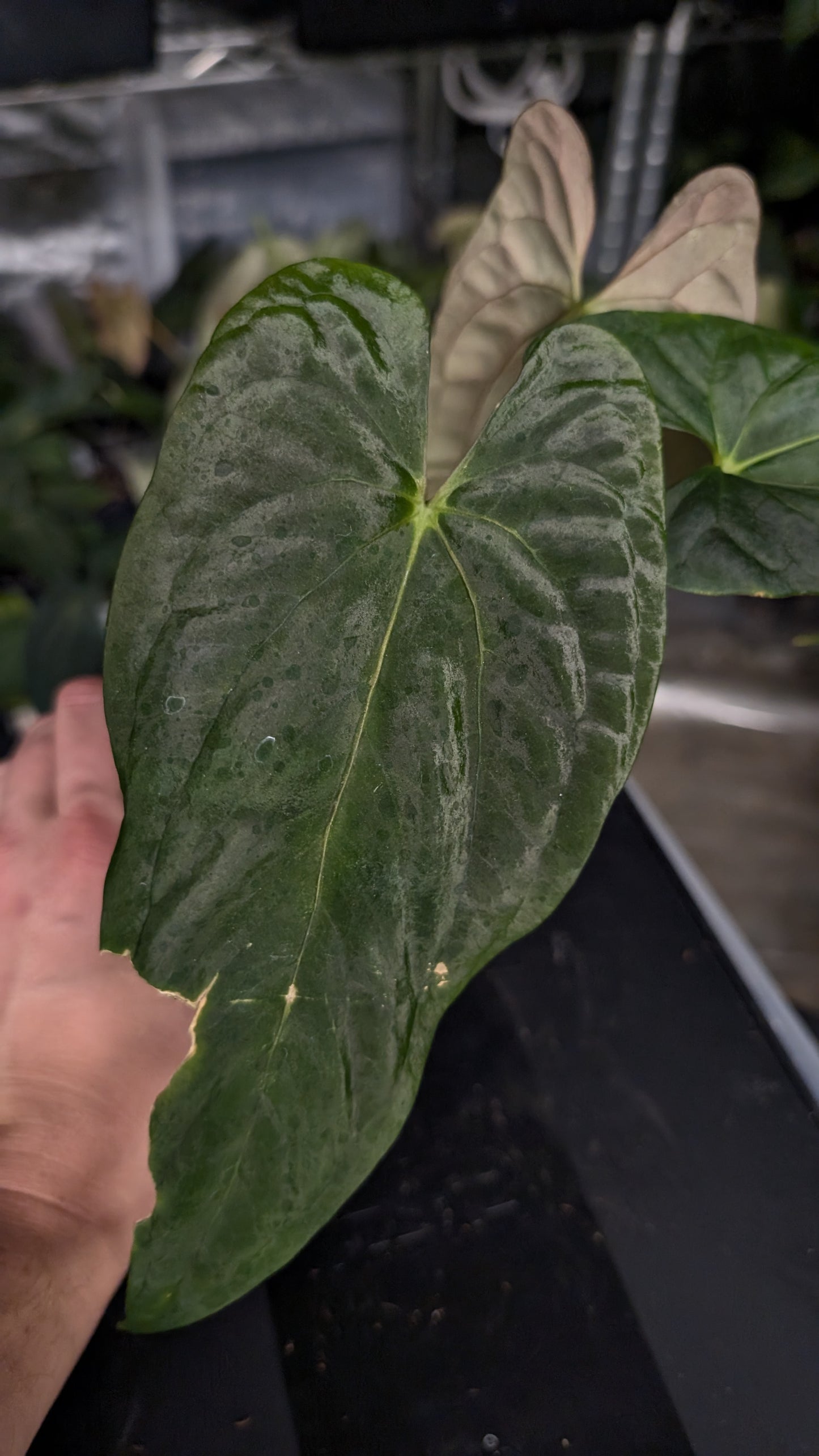 Anthurium Papillilaminum 'Fort Sherman'