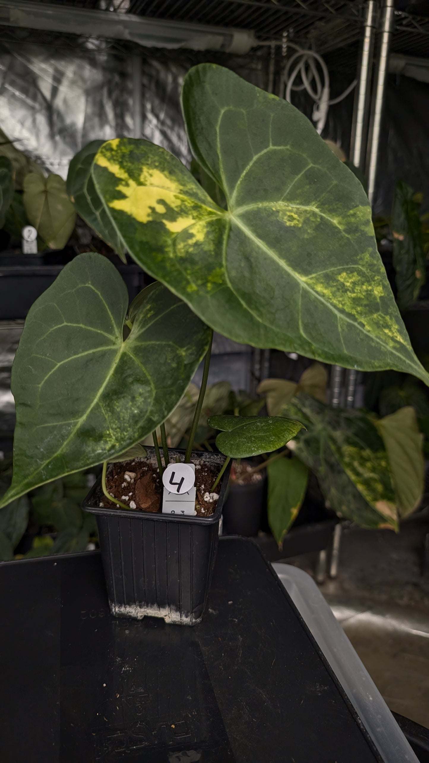 Variegated Anthurium Pterodactyl variegata x Clarinervium