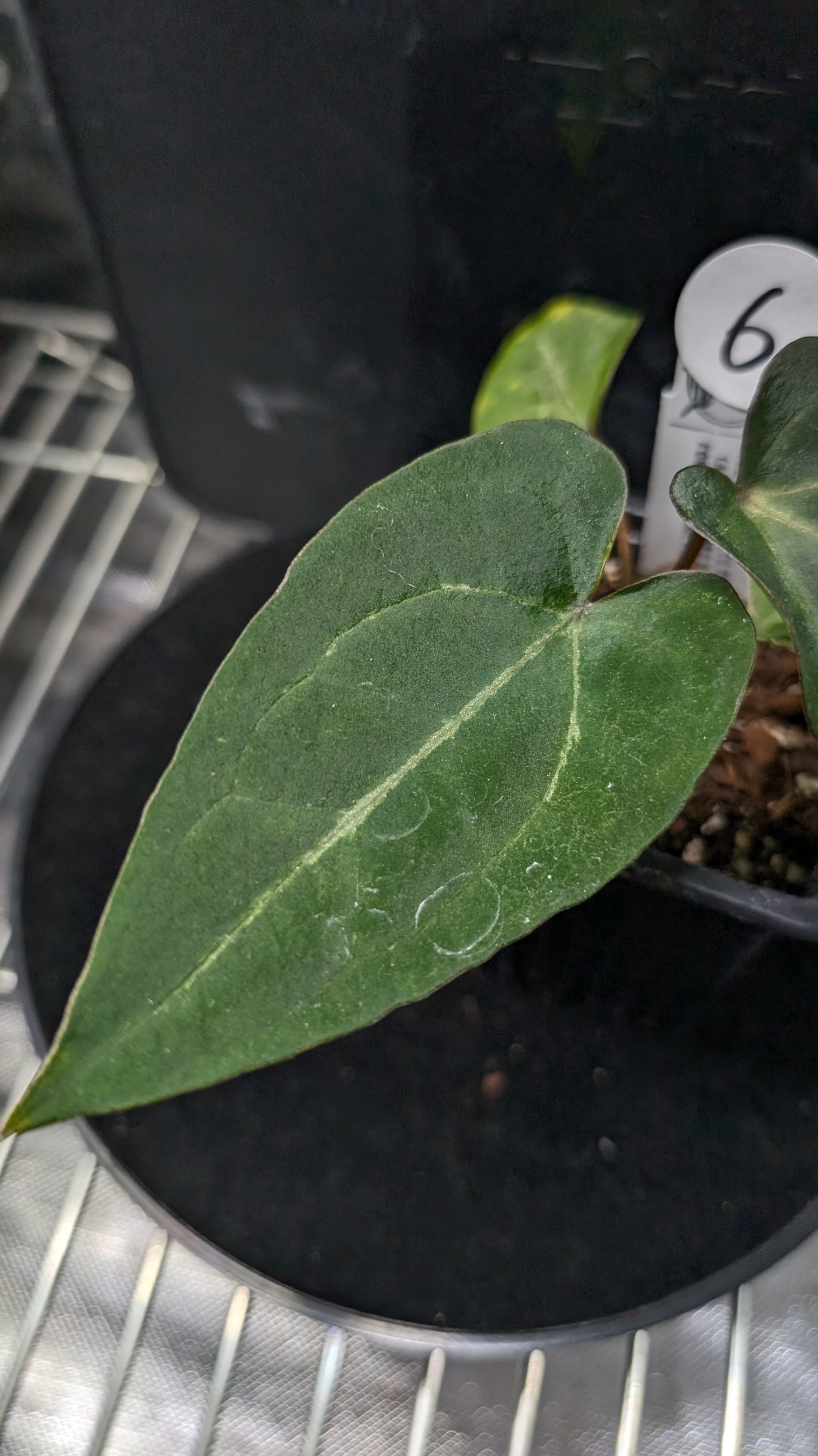 Anthurium Ace of Spagetii F2 (Ace of Spades x Forgetii) F2