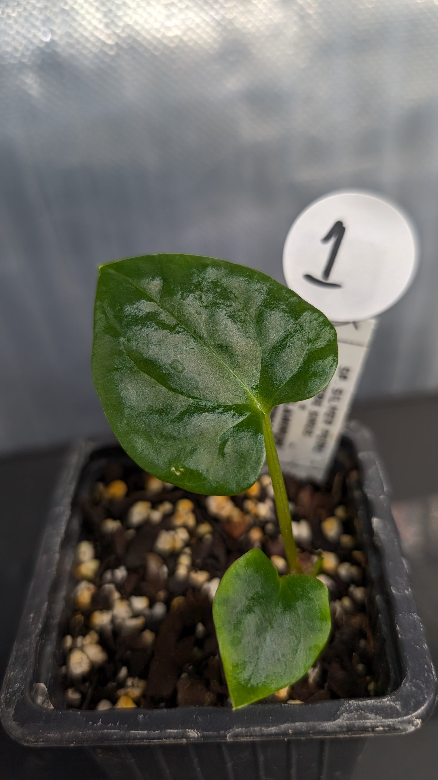 Anthurium Sp. Silver Peru Wide Sinus x Papillilaminum 'Fort Sherman'